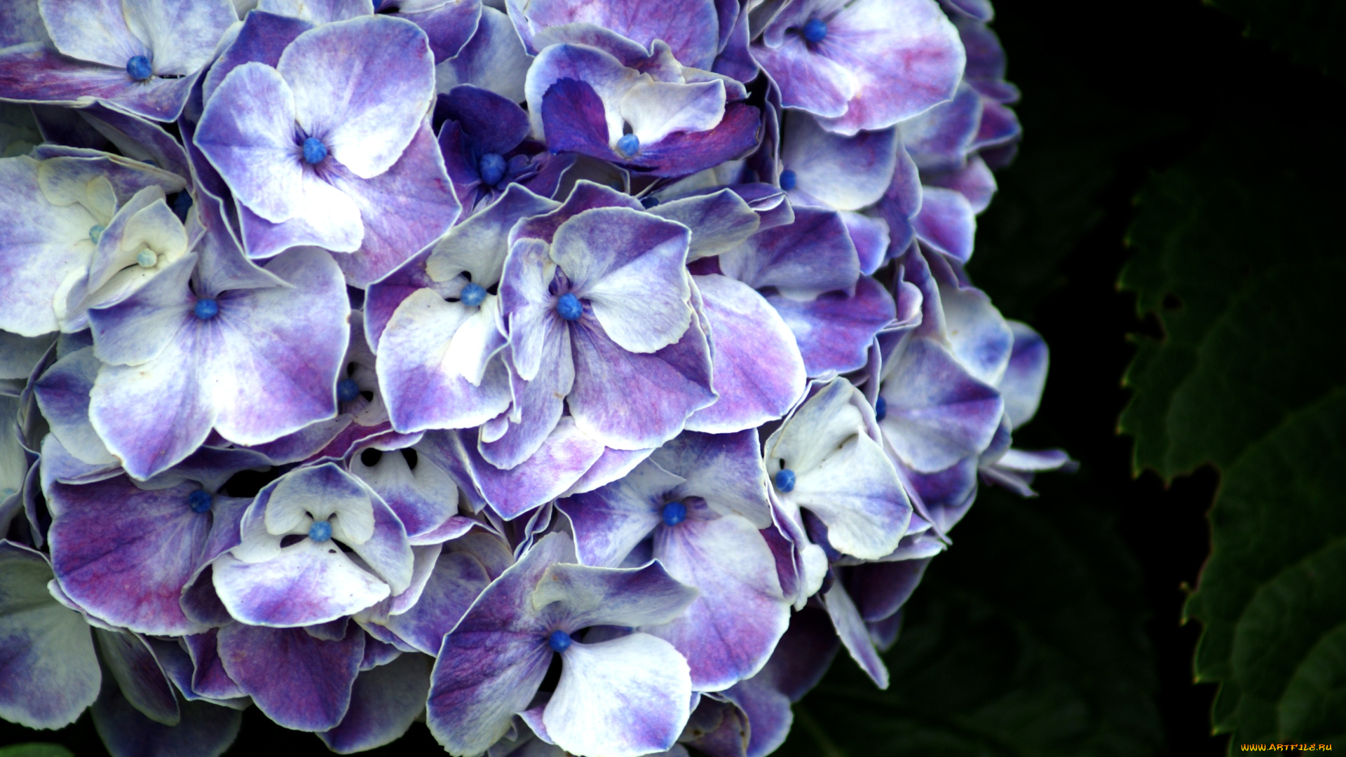 цветы, гортензия, лепестки, сиреневый