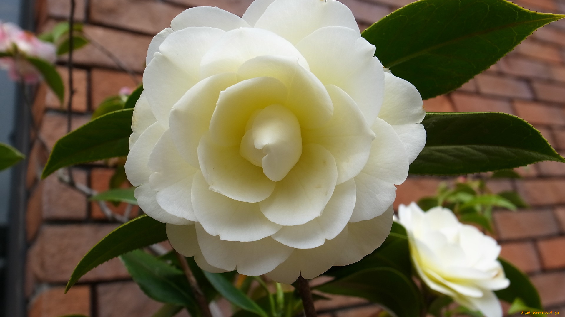 цветы, камелии, роза