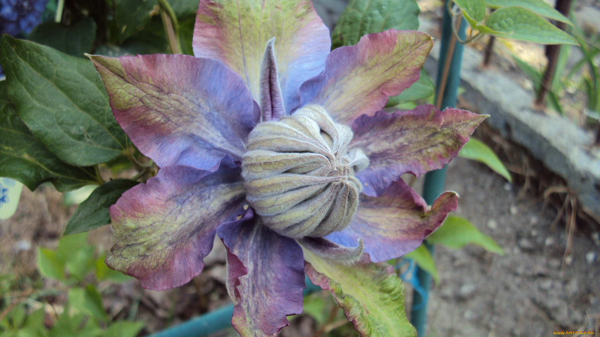 цветы, клематис, ломонос, альпийский