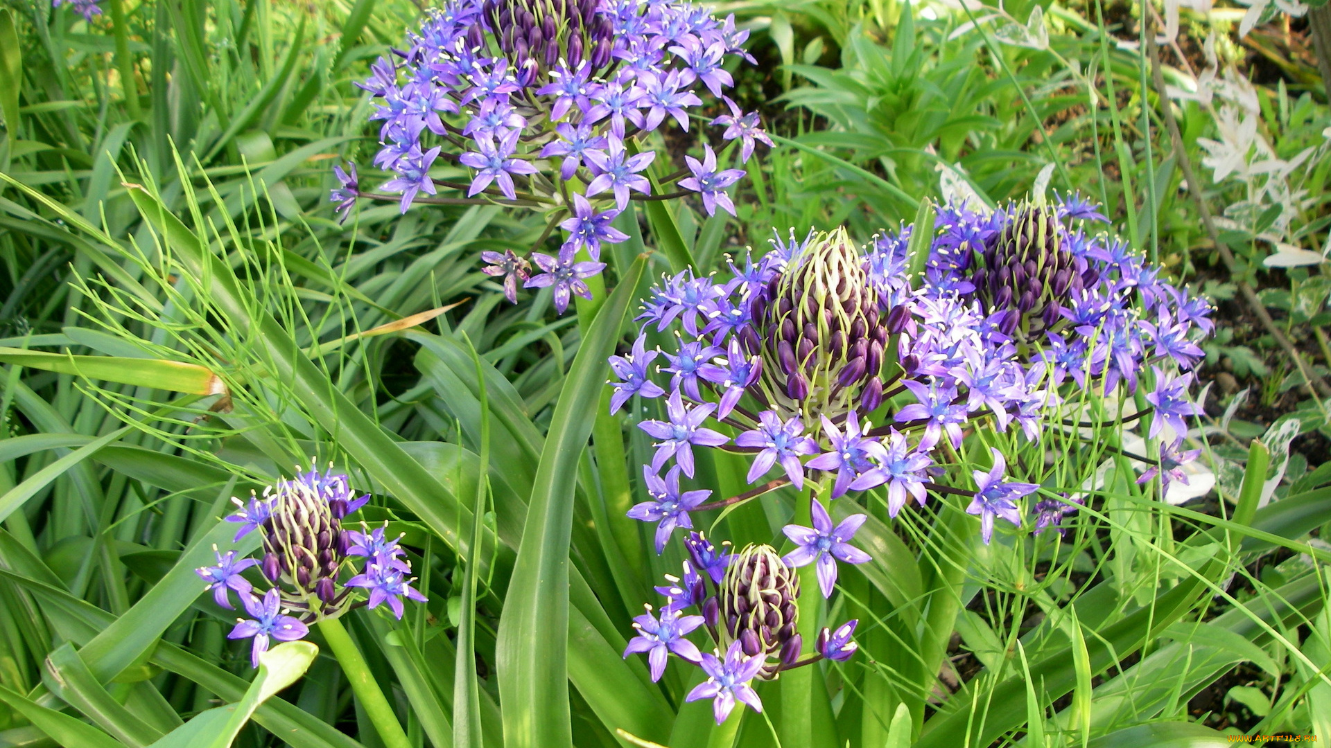 цветы, лето, трава