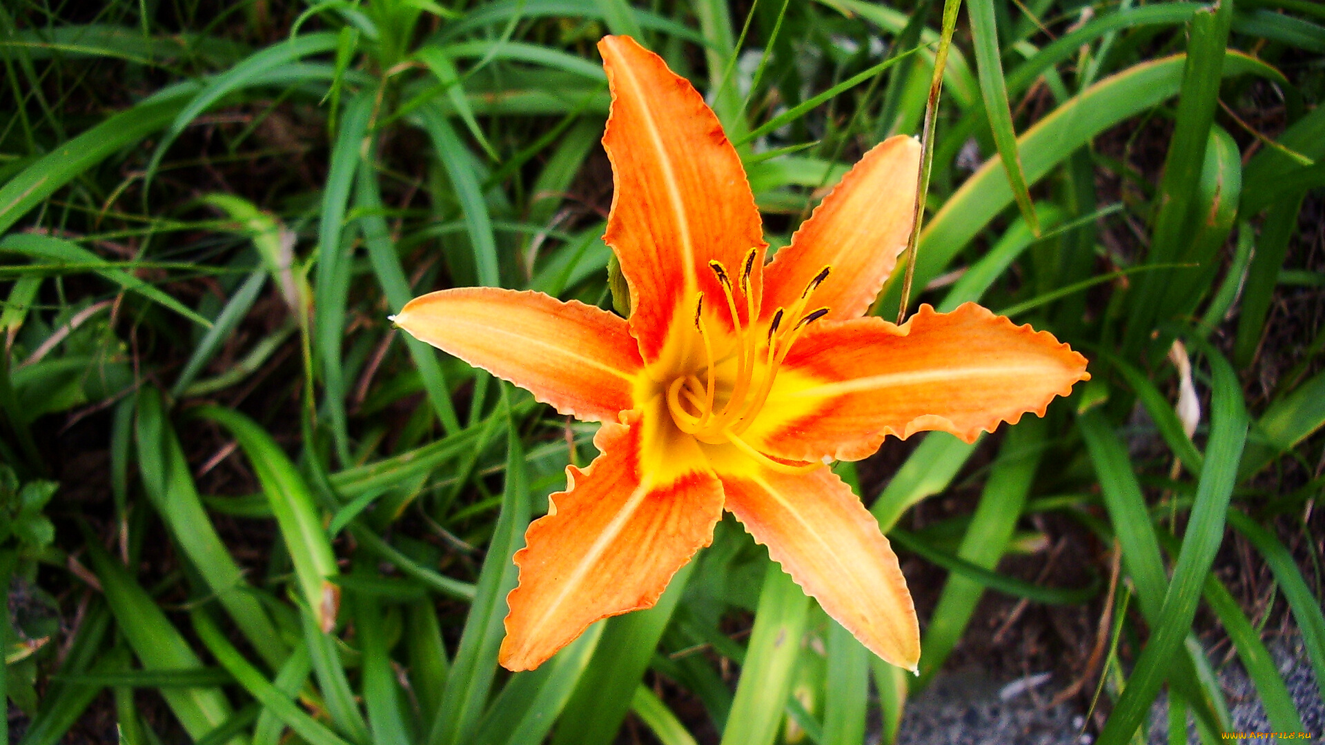 цветы, лилии, лилейники, трава, лепестки