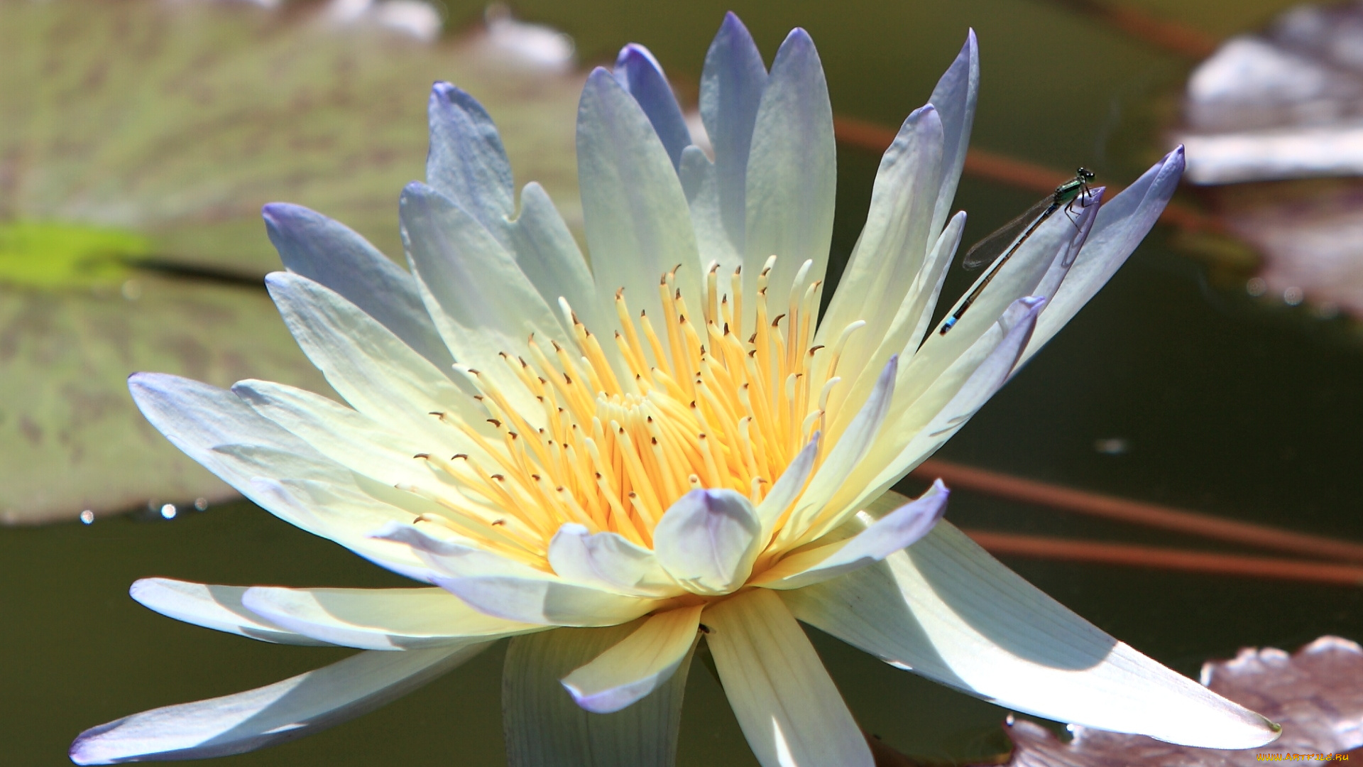 цветы, лилии, водяные, нимфеи, кувшинки, вода, лепестки