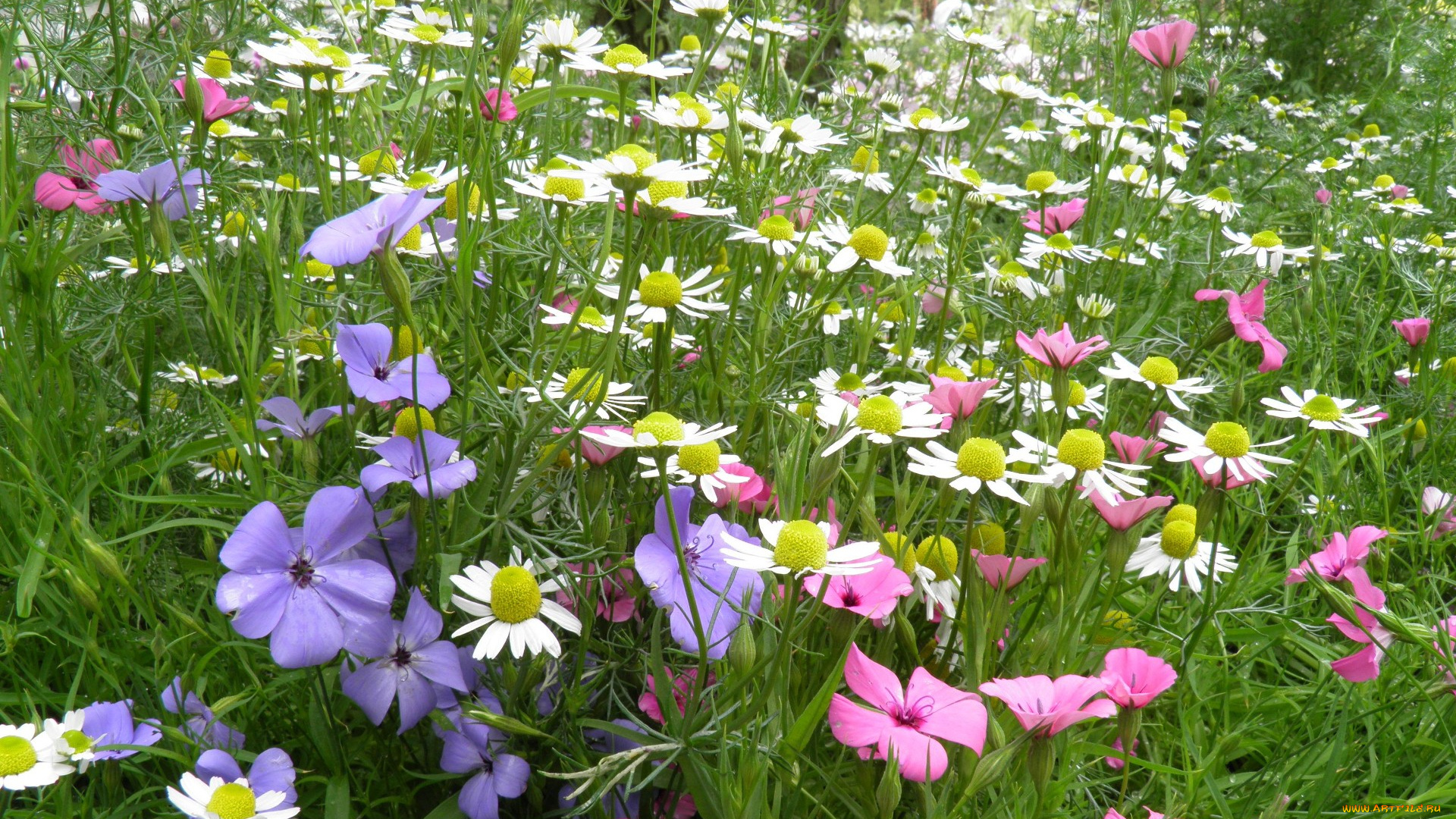 цветы, луговые, полевые, ромашки