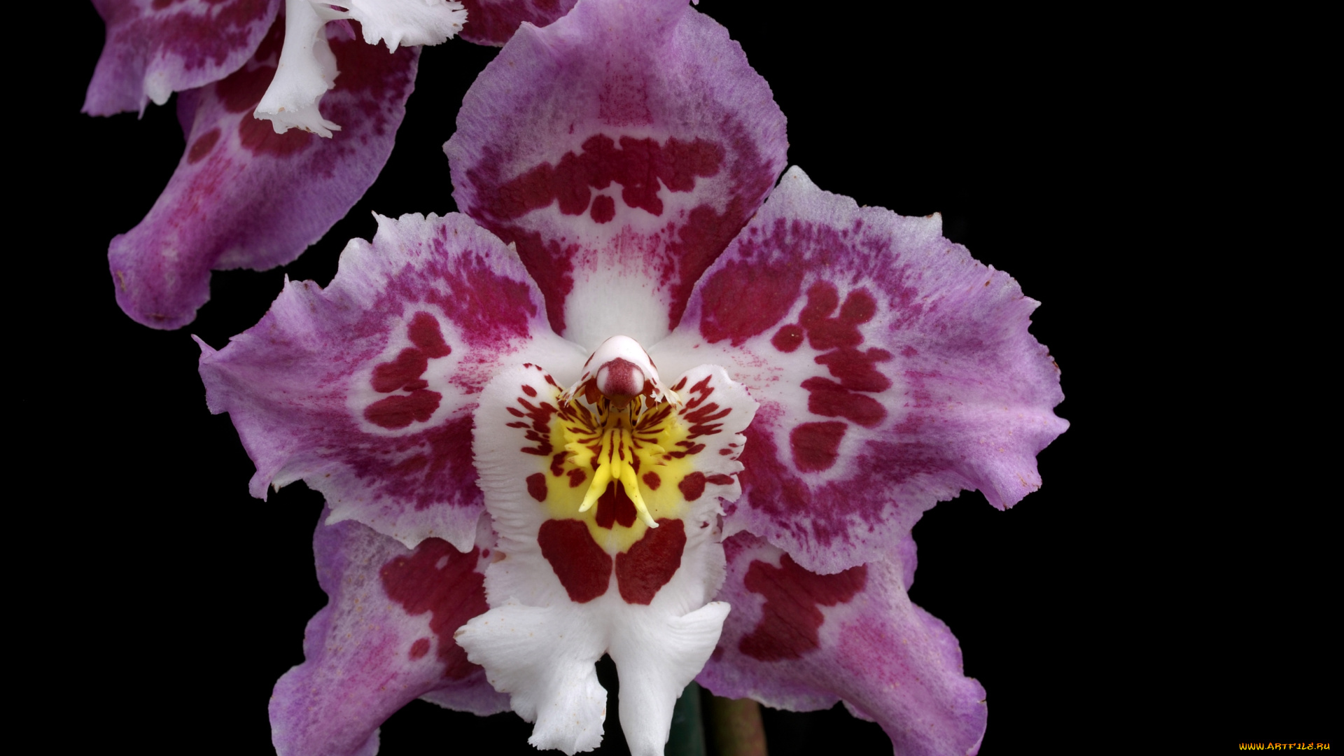 цветы, орхидеи, розовый, экзотика