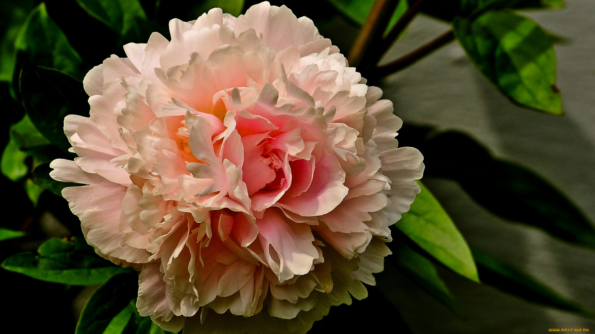 цветы, пионы, листья