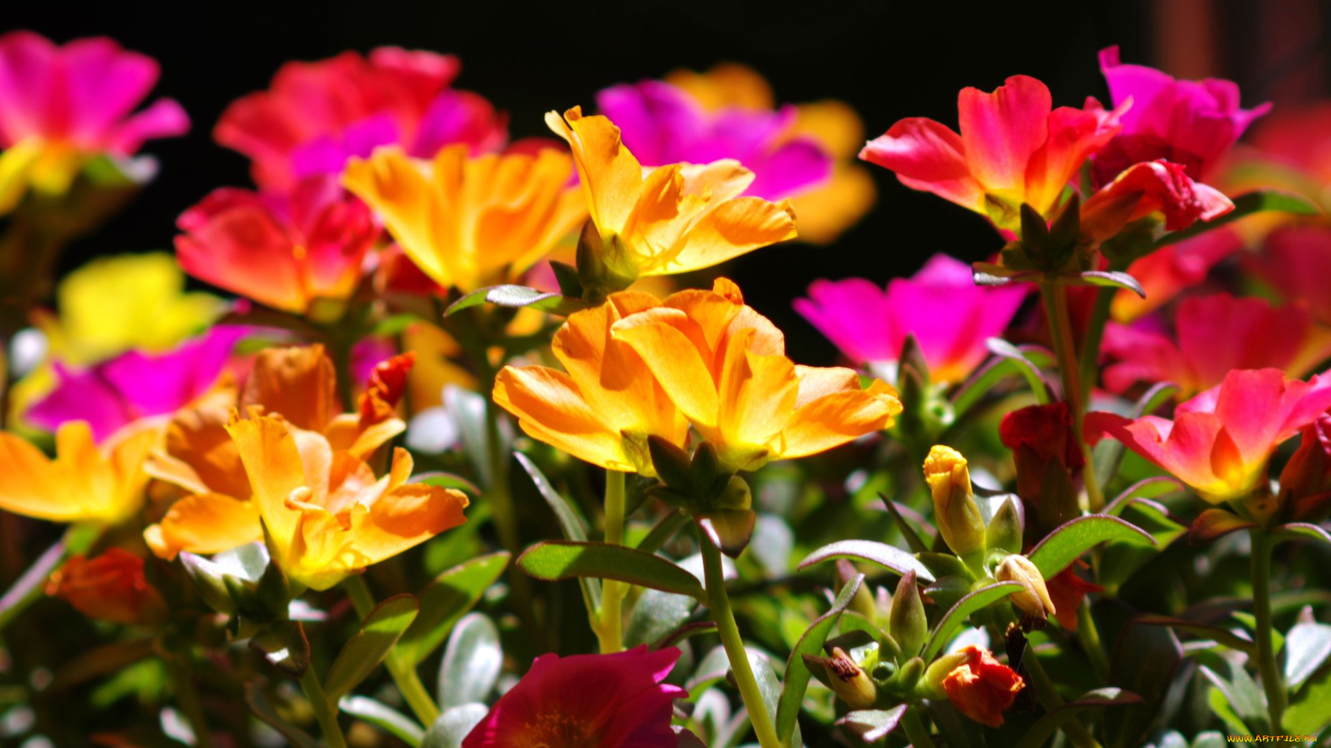 цветы, портулак, яркий, пестрый