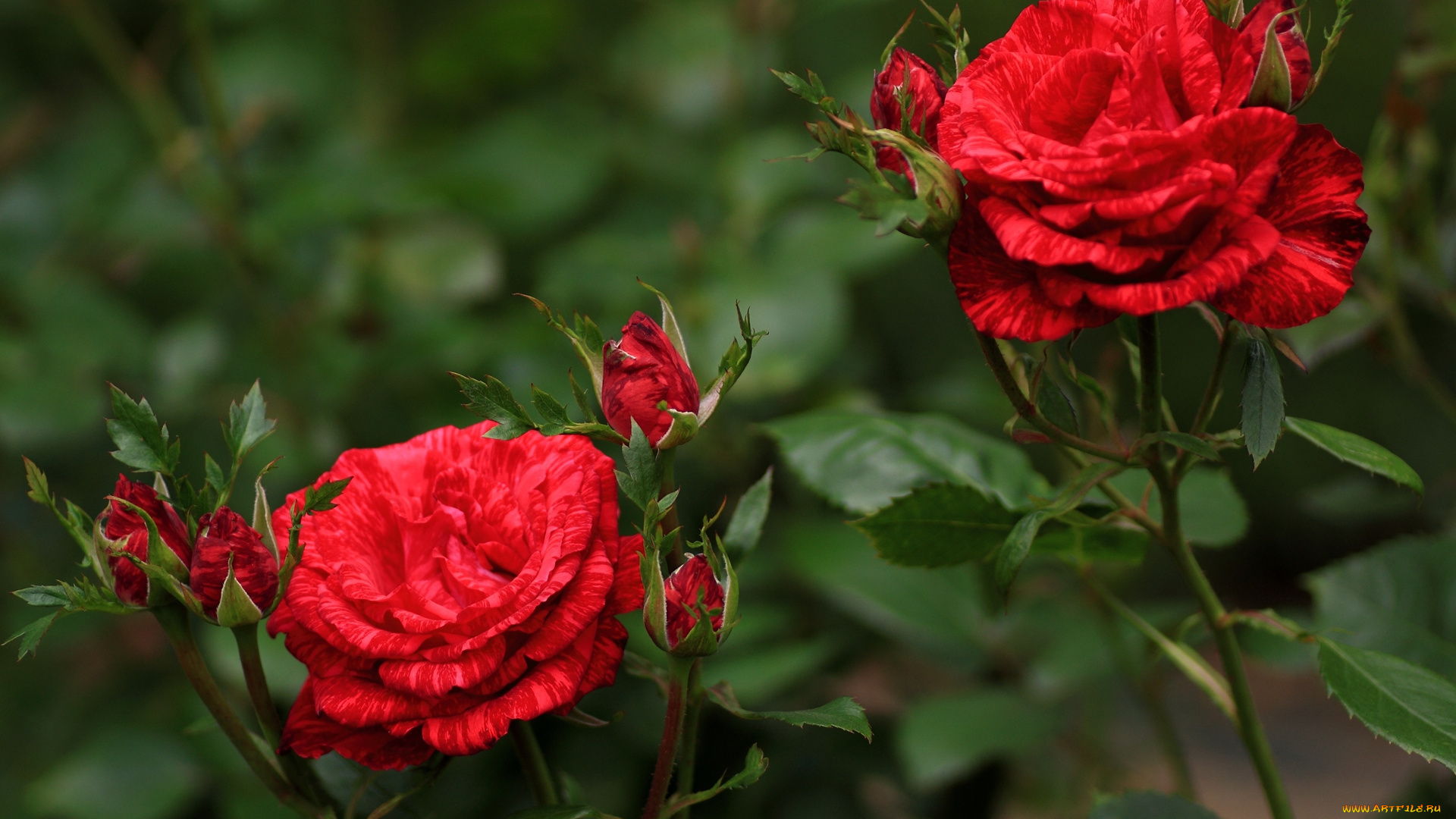 цветы, розы