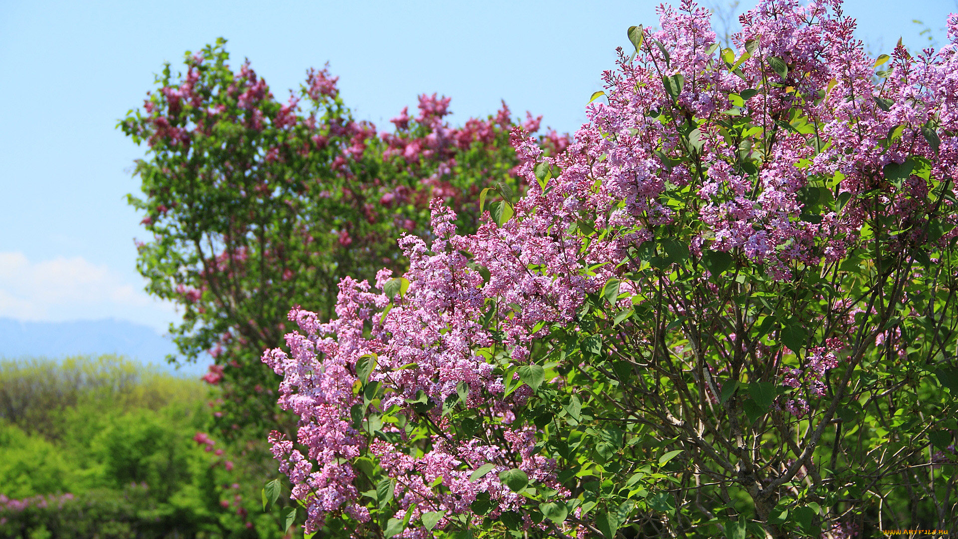 цветы, сирень