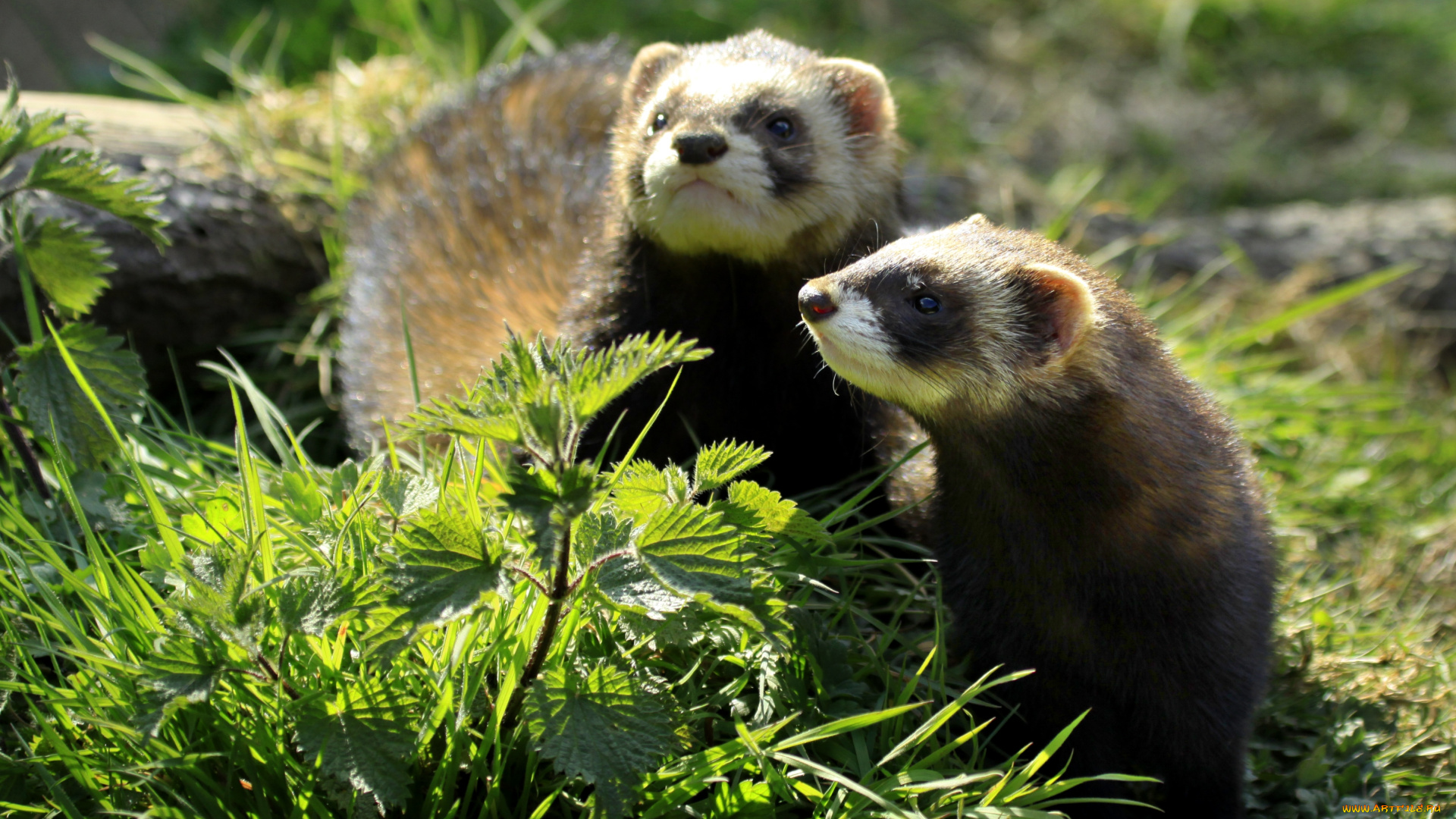 животные, хорьки, ласки, соболи, горностаи, куницы, мордочки
