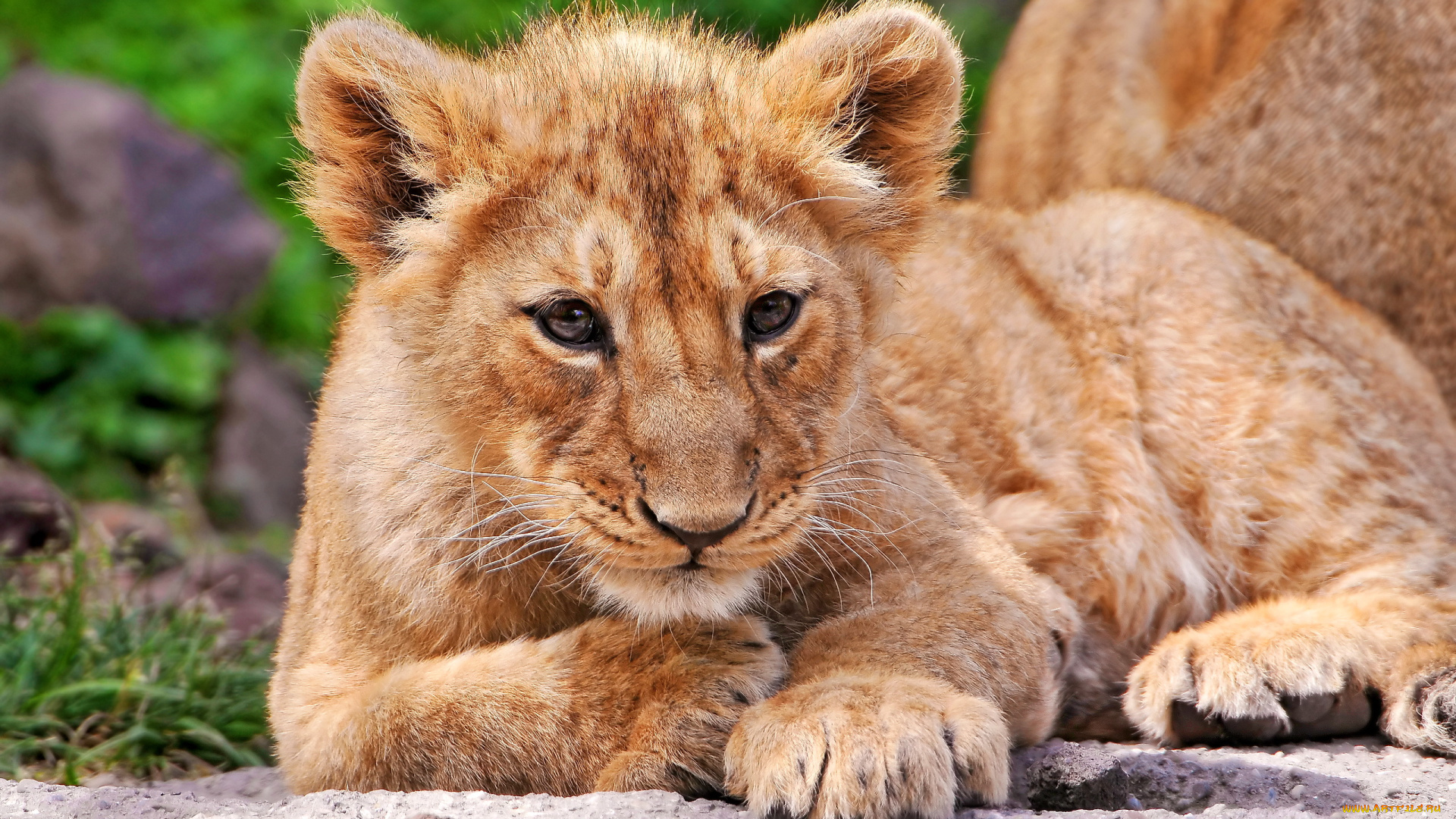 животные, львы, лев, львёнок, лежит, смотрит