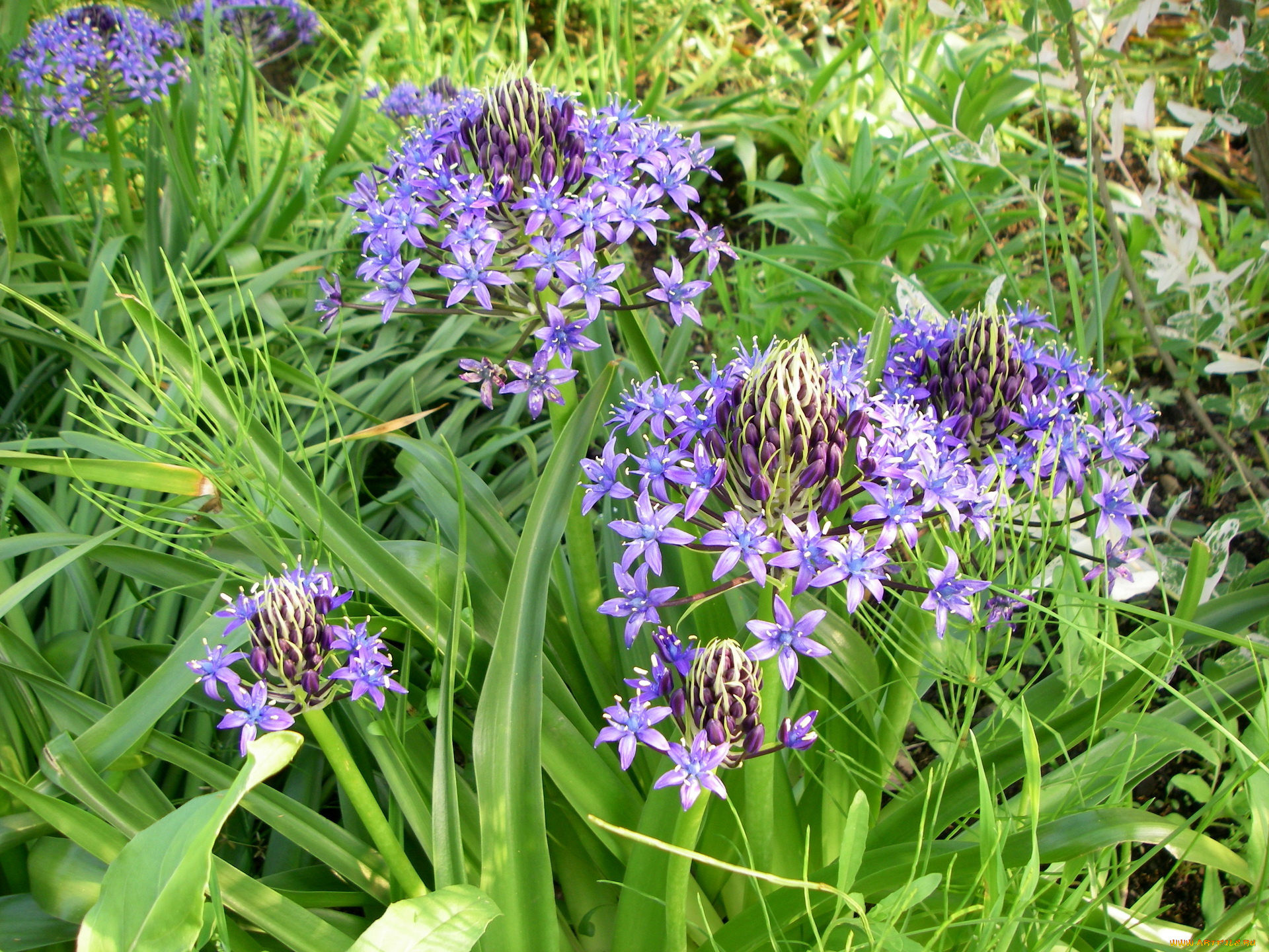 цветы, лето, трава