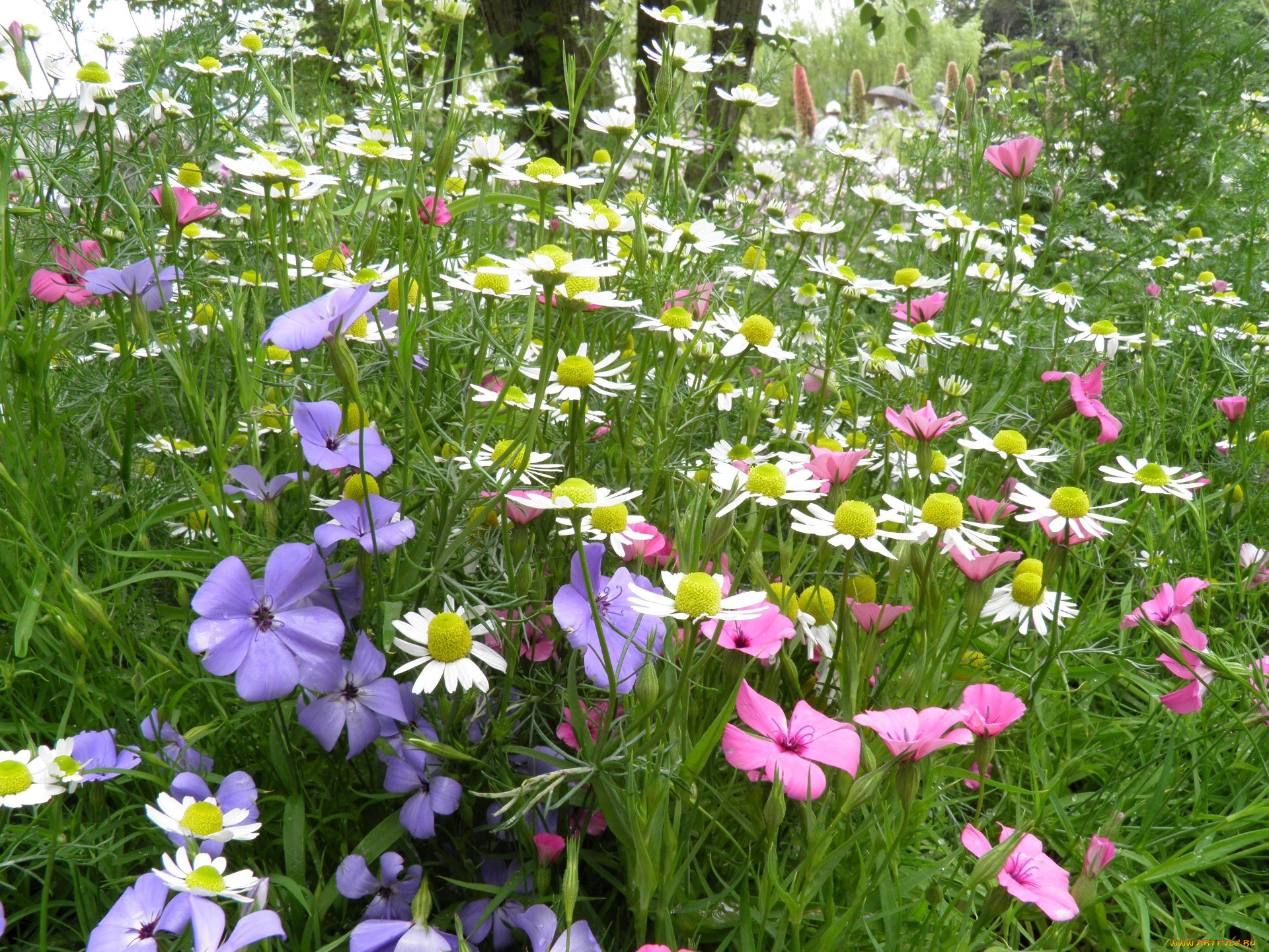 цветы, луговые, полевые, ромашки