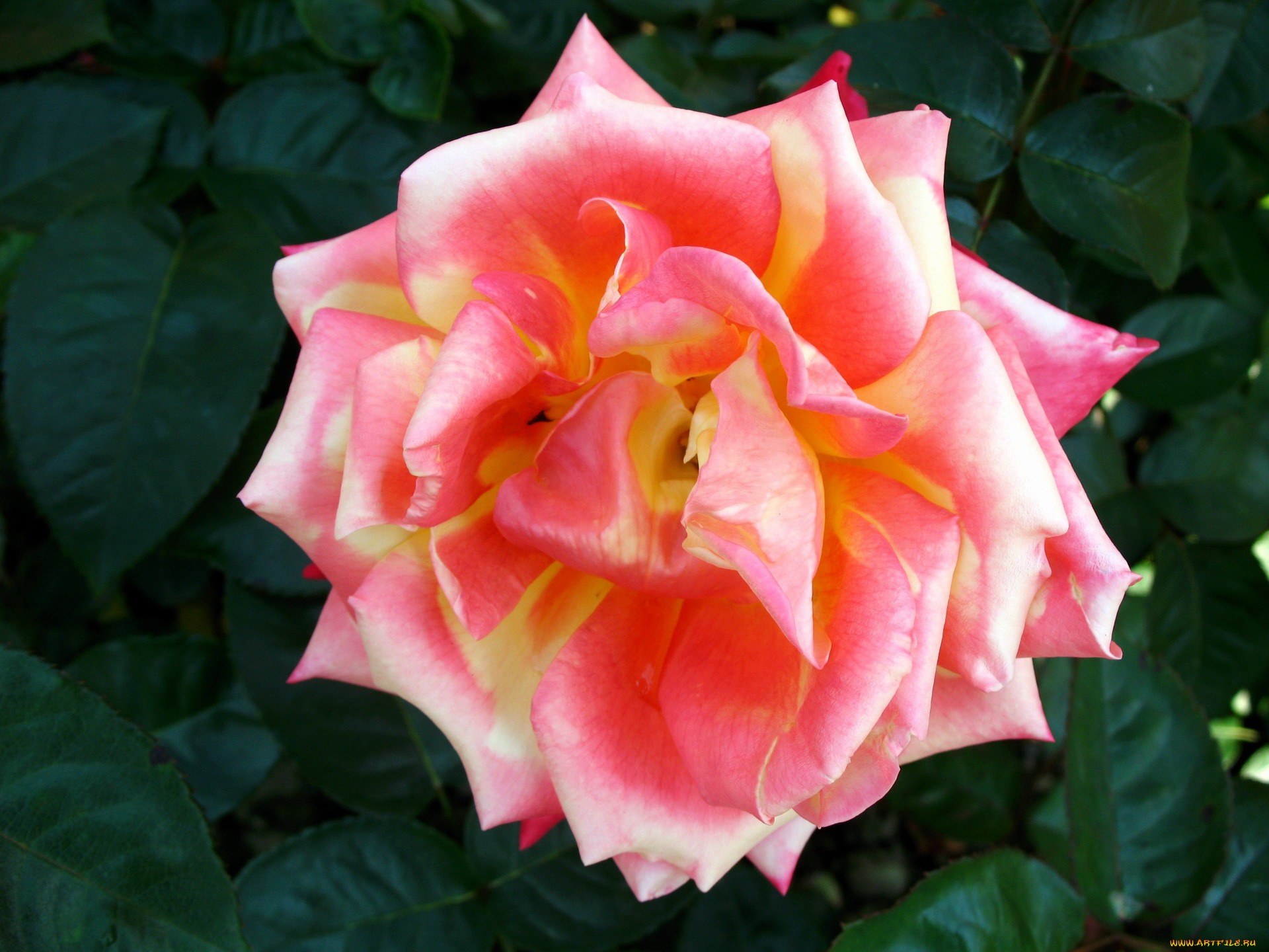 цветы, розы, роза