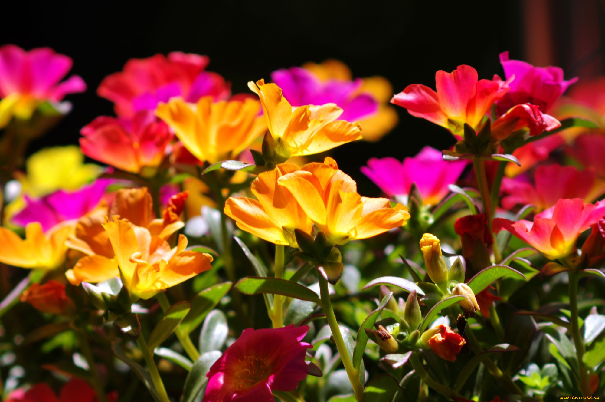 цветы, портулак, яркий, пестрый