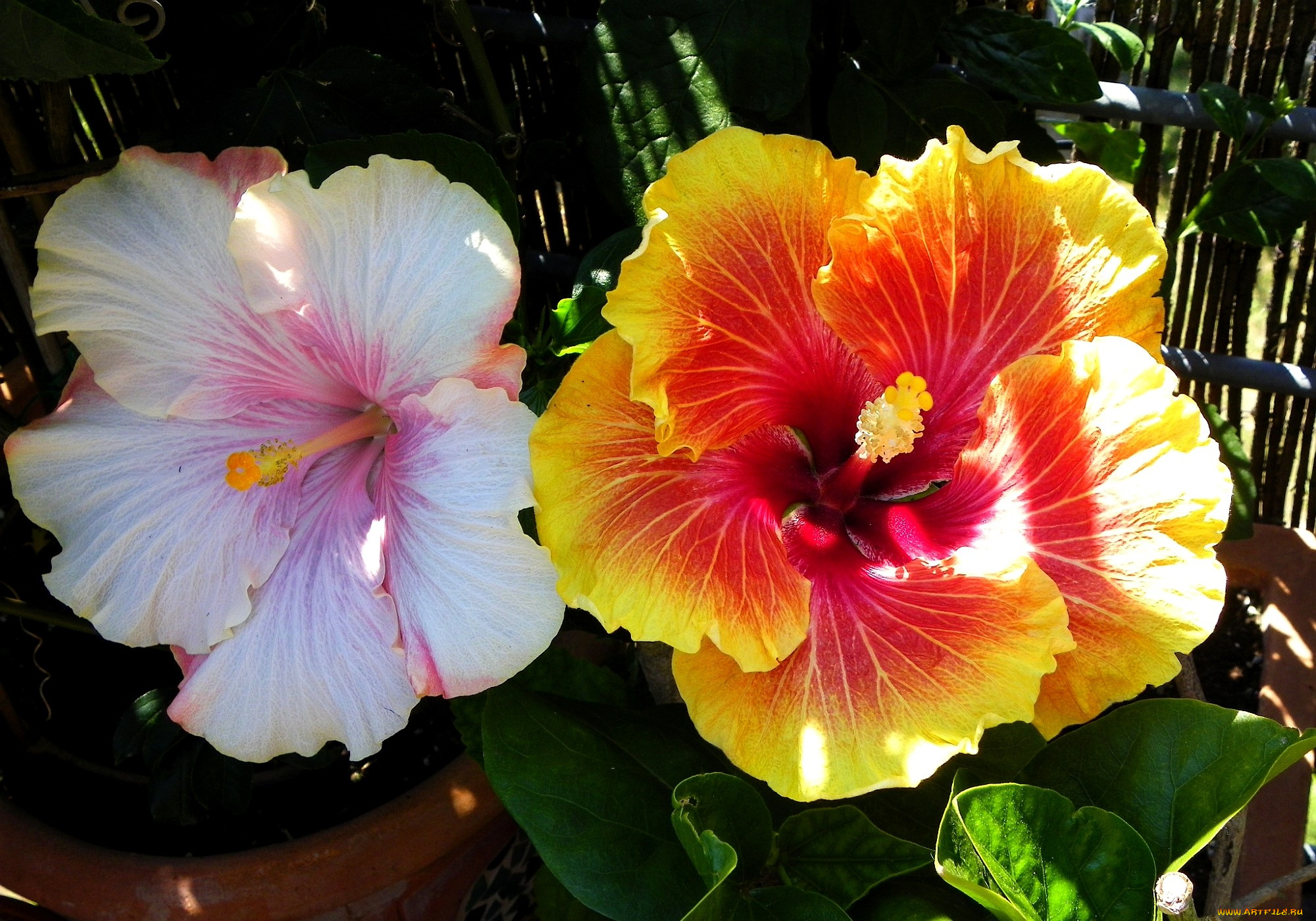 цветы, гибискусы, желтый, белый, лепестки