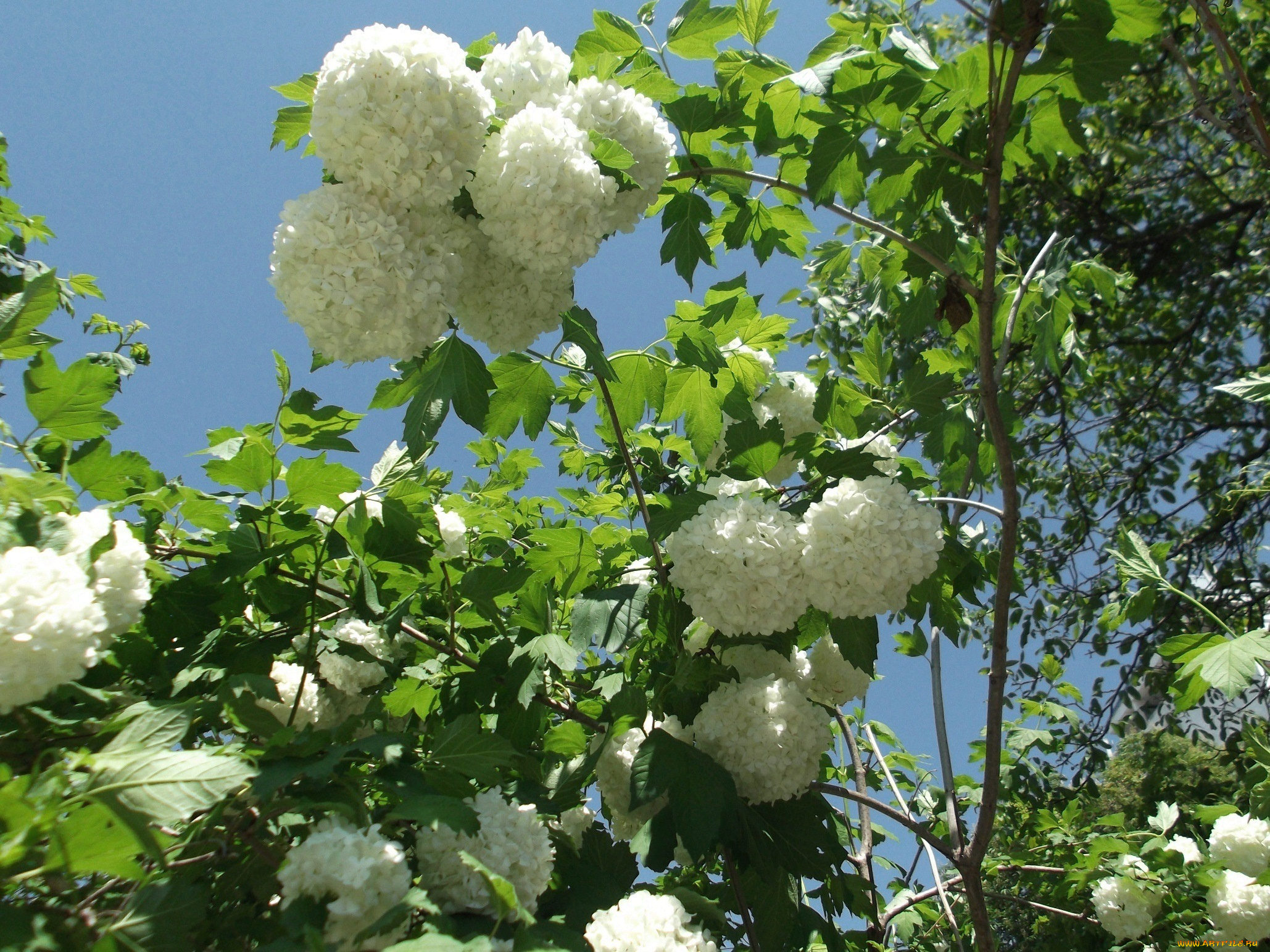 цветы, цветущие, деревья, кустарники, ветки, листья