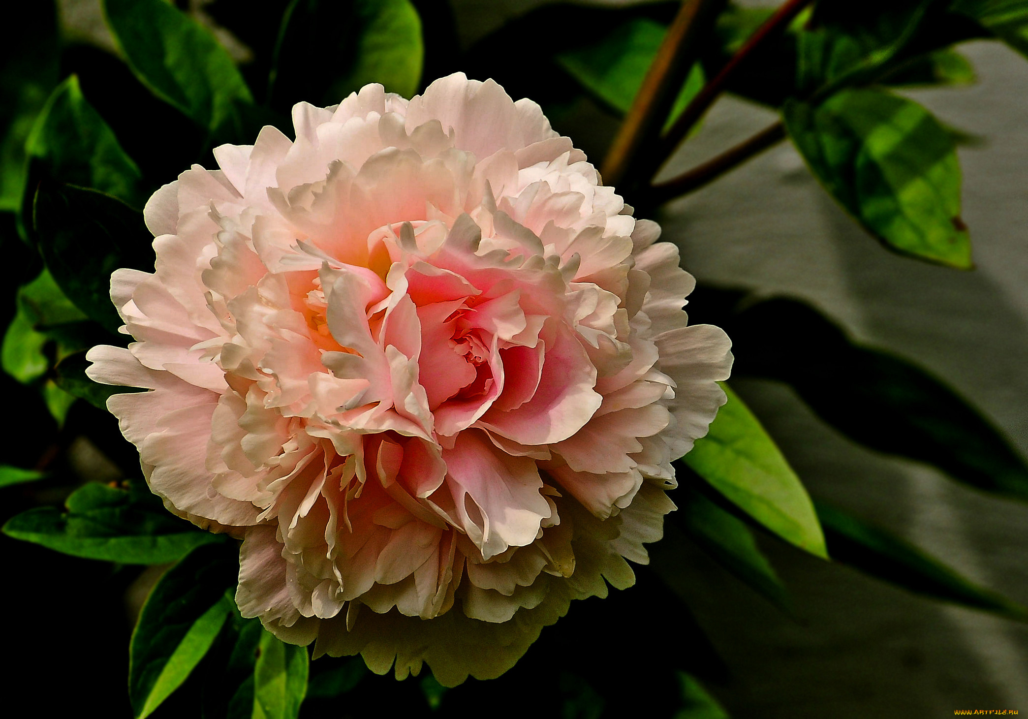 цветы, пионы, листья