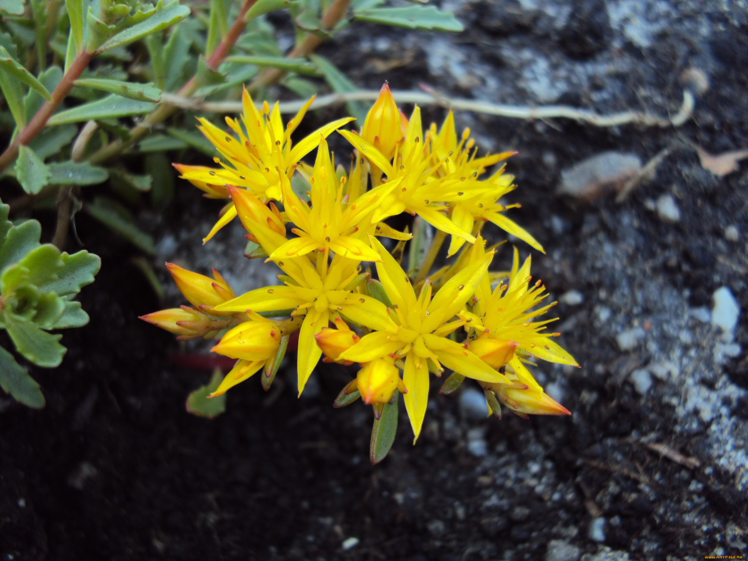 цветы, желтый