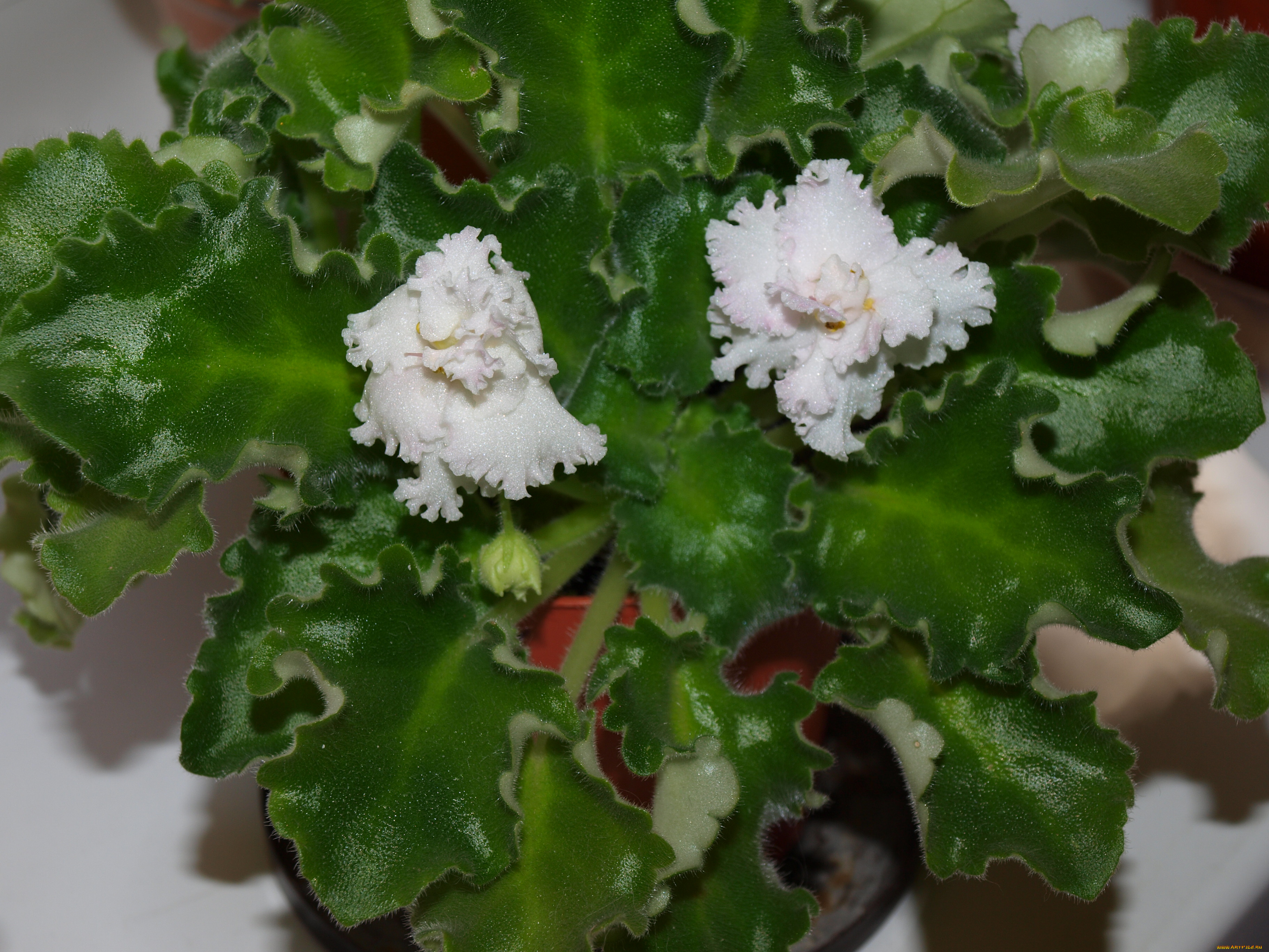 цветы, фиалки