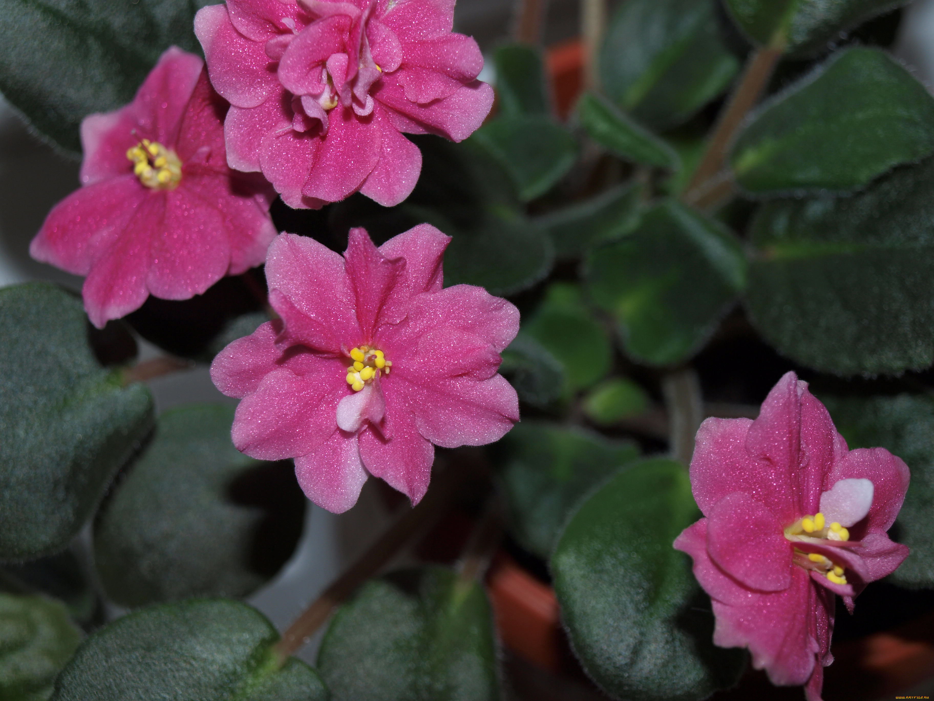 цветы, фиалки