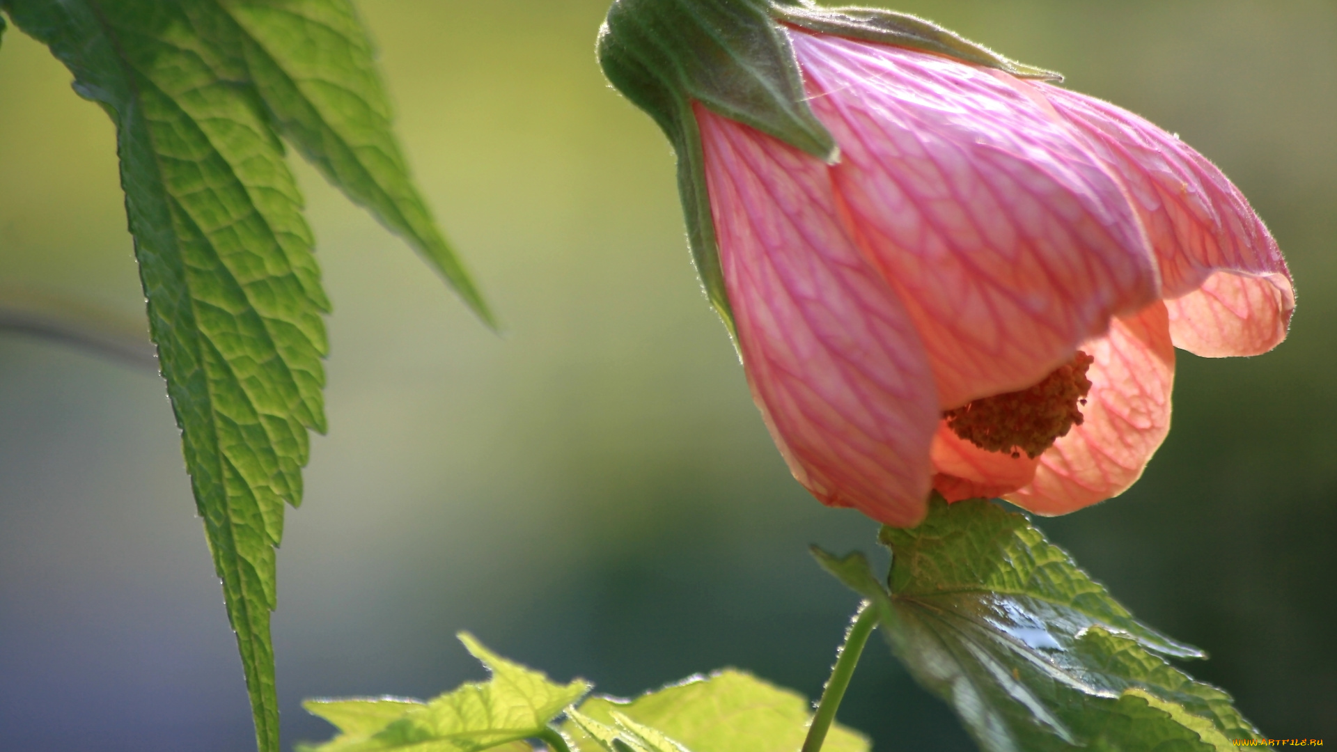 цветы, абутилоны, бутон