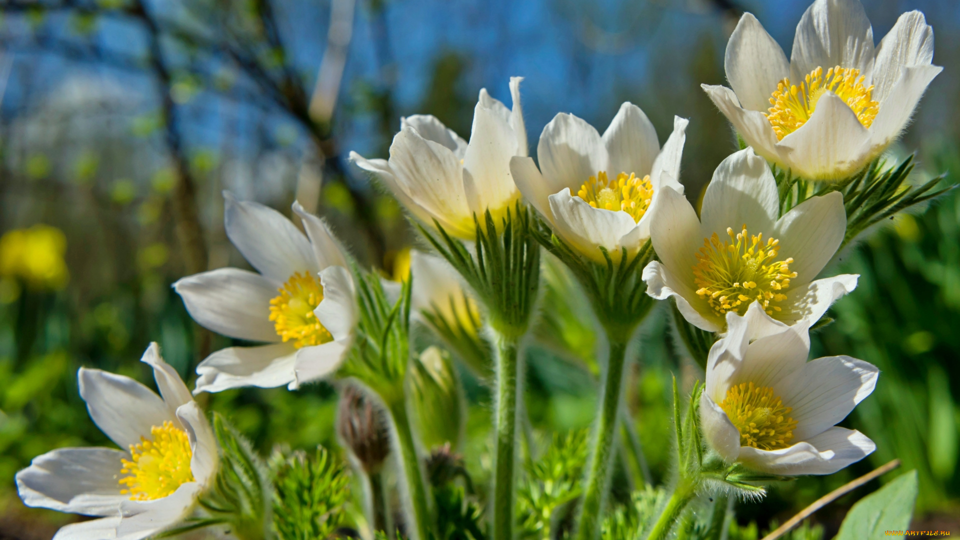 цветы, анемоны, , адонисы, весна