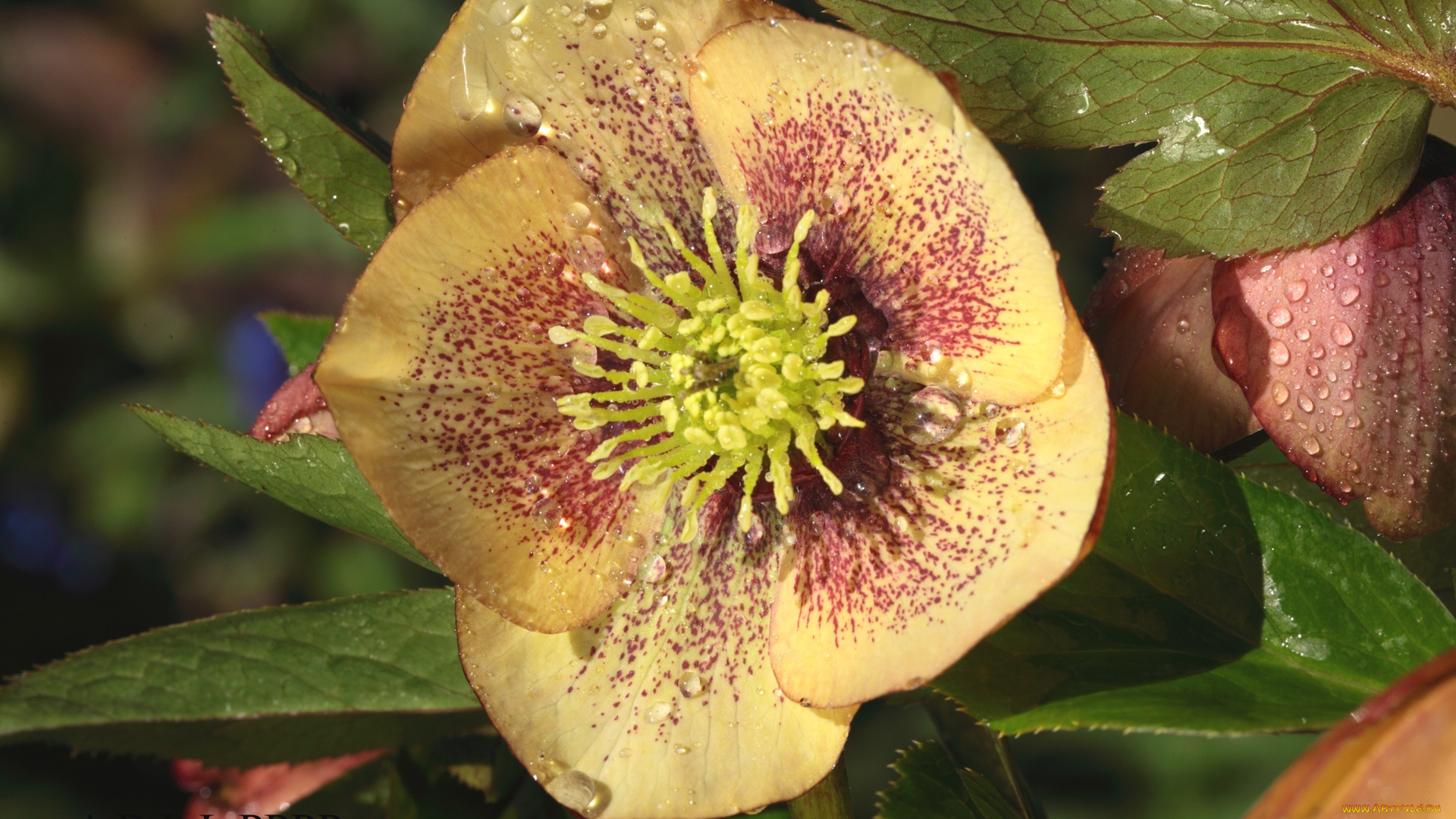 цветы, геллеборус, , морозник, макро