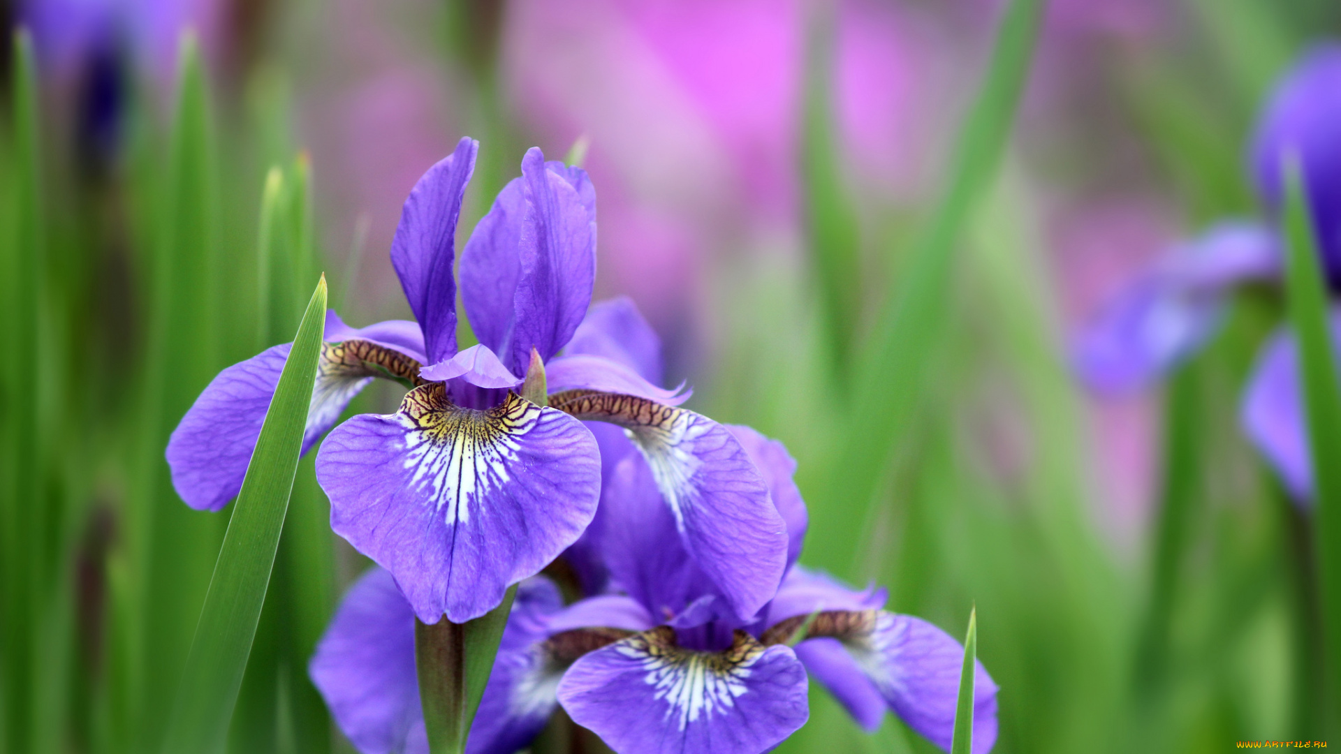 цветы, ирисы, сиреневые, фон