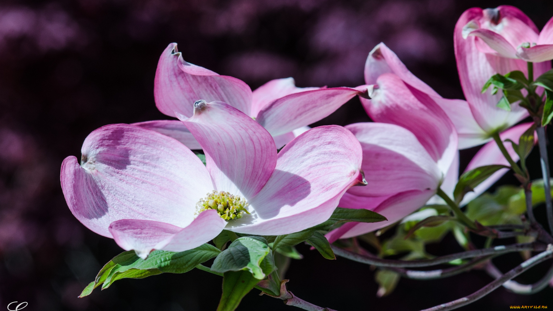 цветы, кизил, розовый