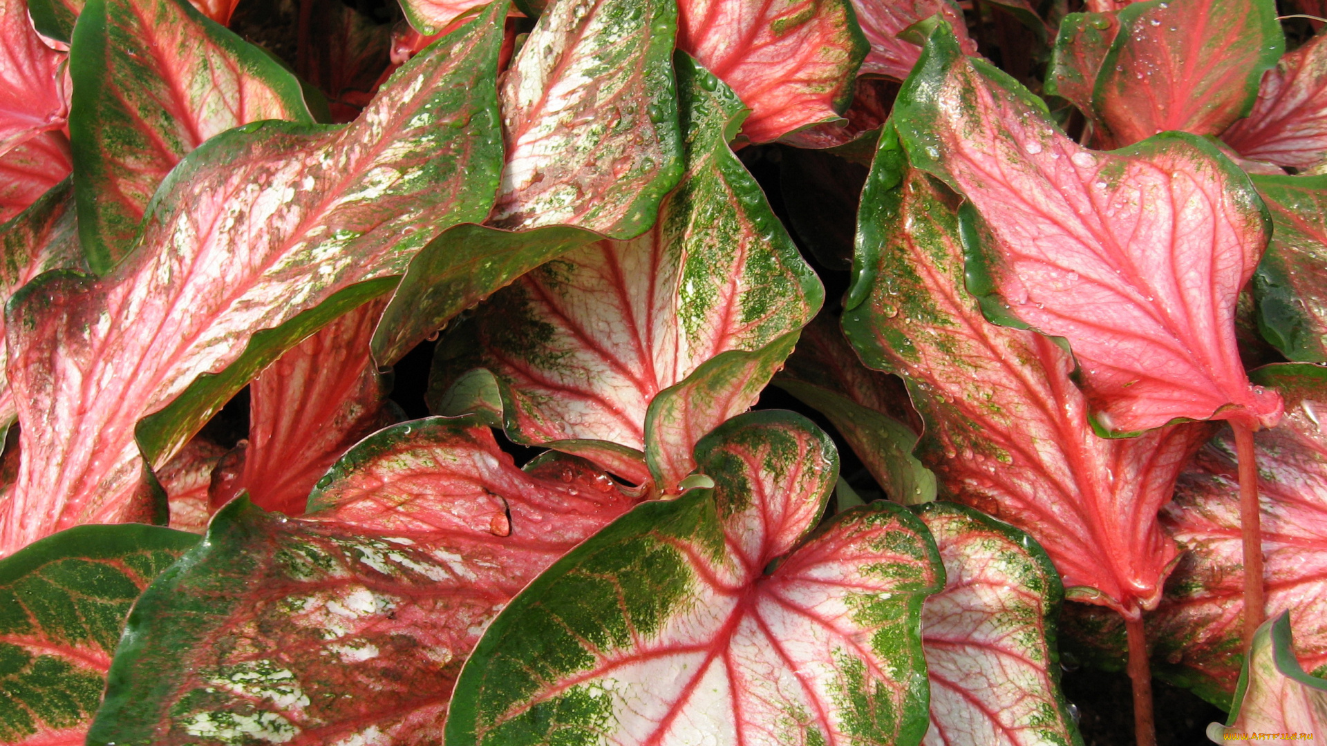 цветы, колеусы, , каладиумы, caladium, листья