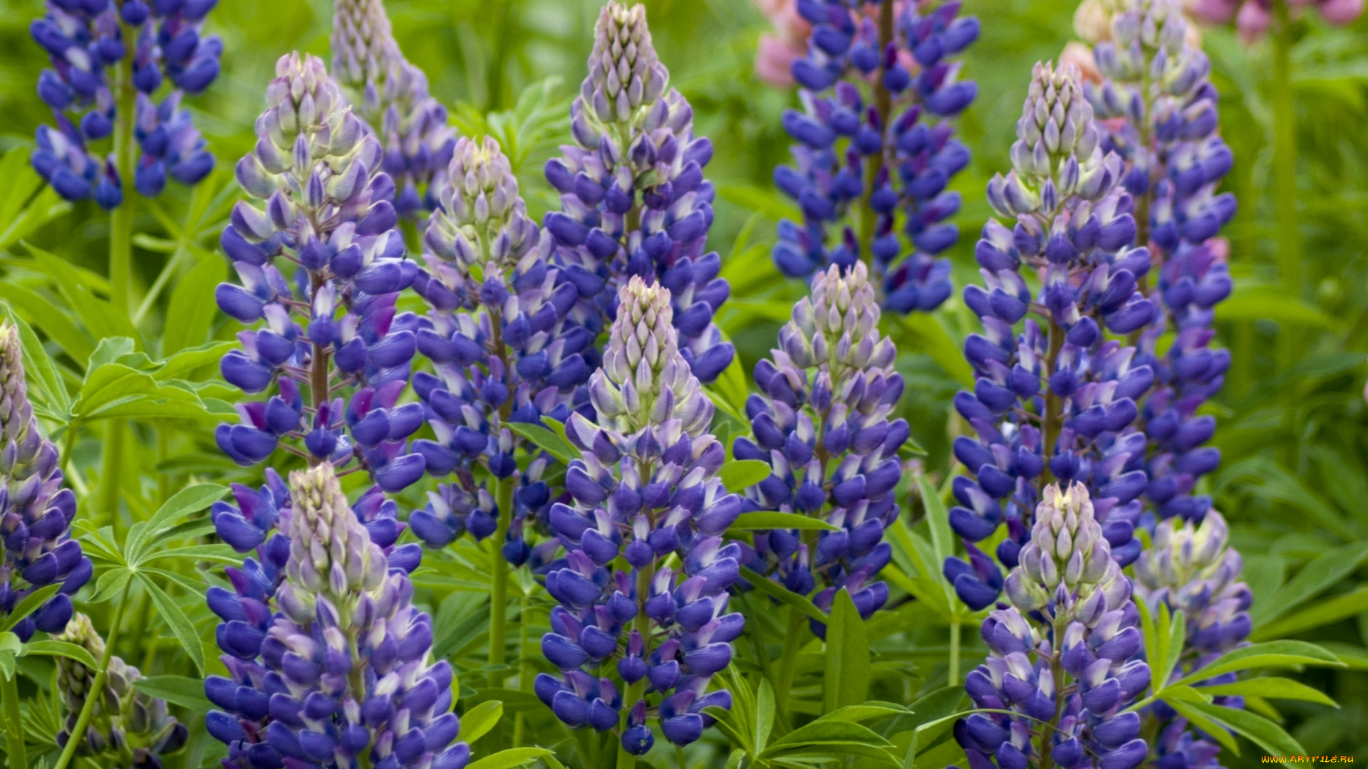 цветы, люпин