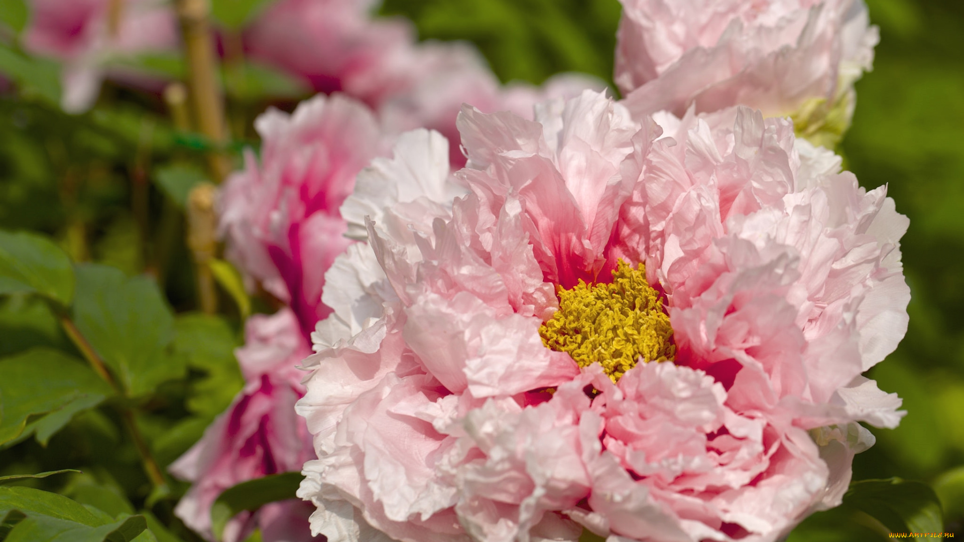 цветы, пионы, розовый