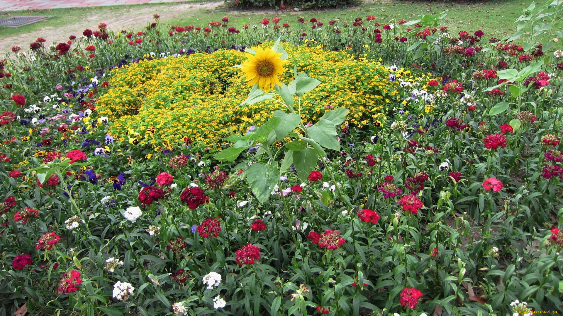 цветы, разные, вместе, клумба