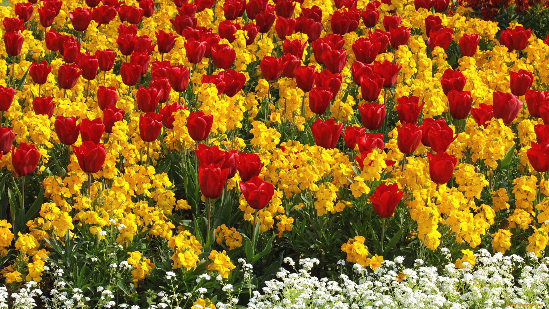 цветы, разные, вместе, тюльпаны