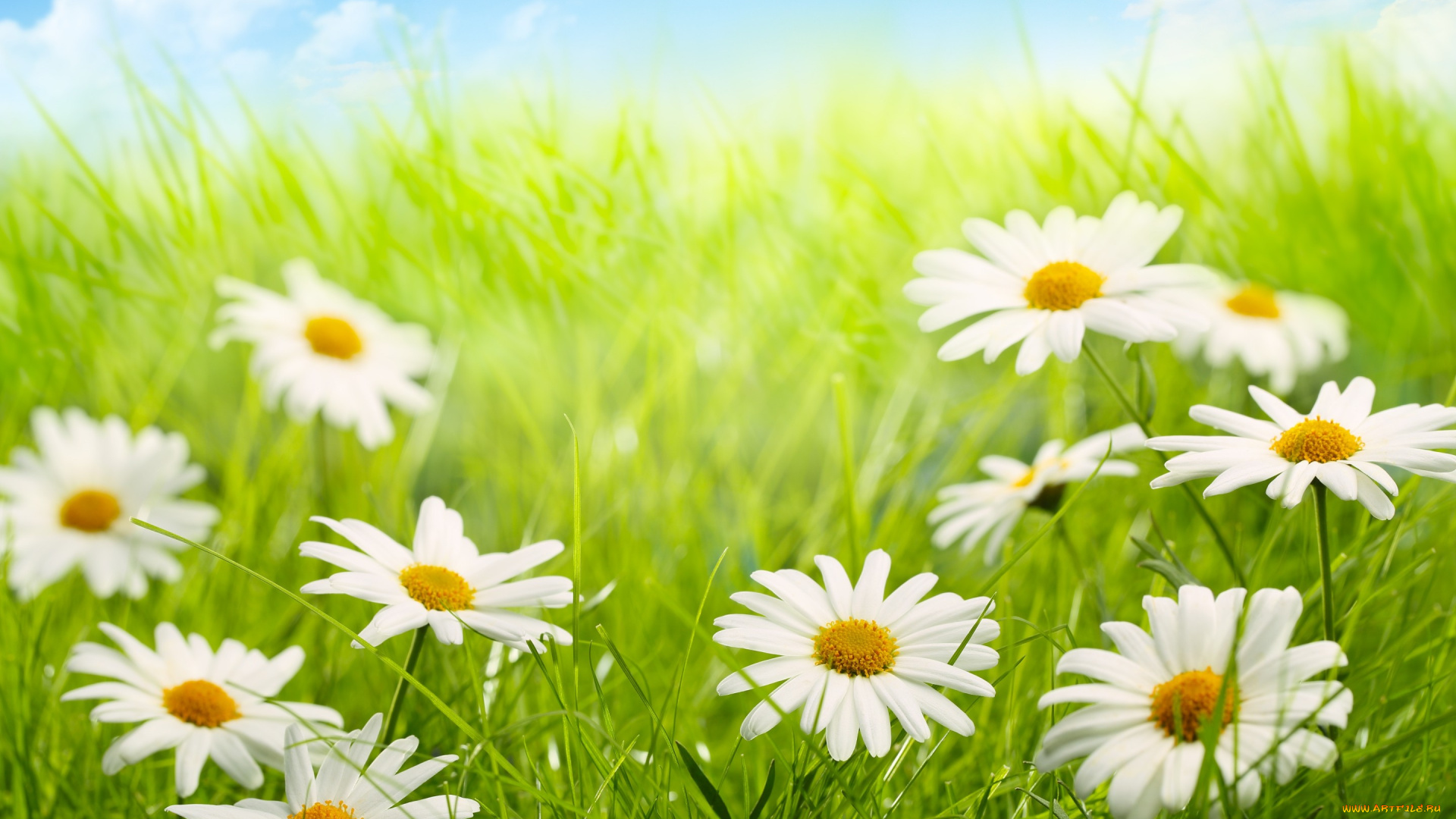 цветы, ромашки, лепестки