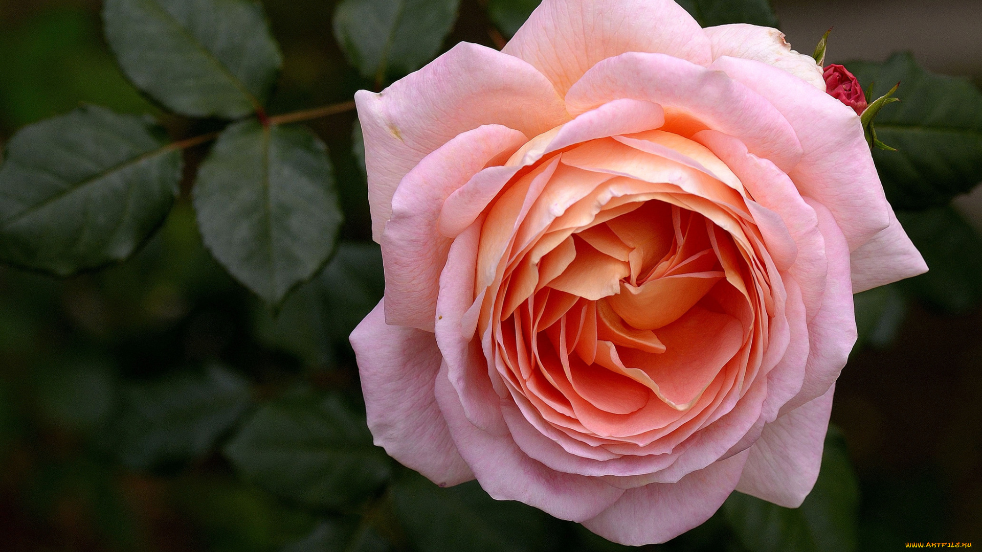 цветы, розы, розовый