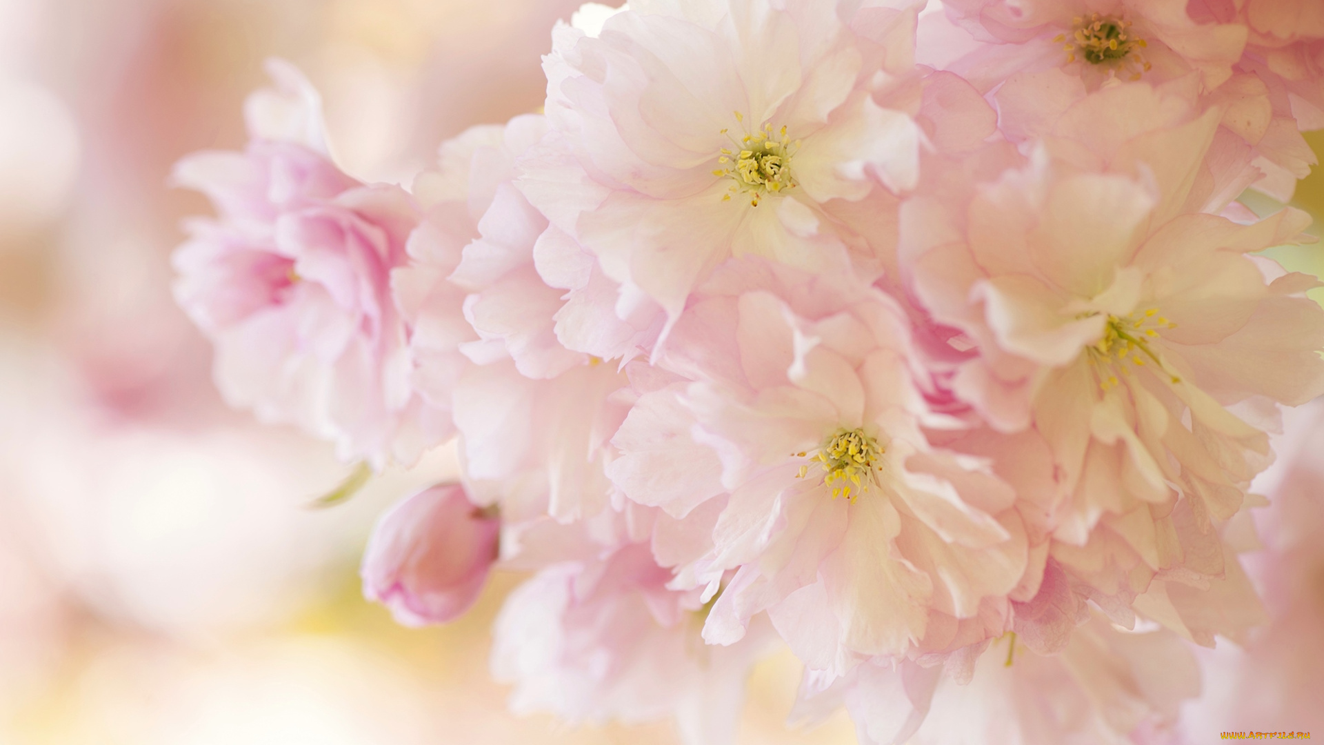 цветы, сакура, , вишня, нежность