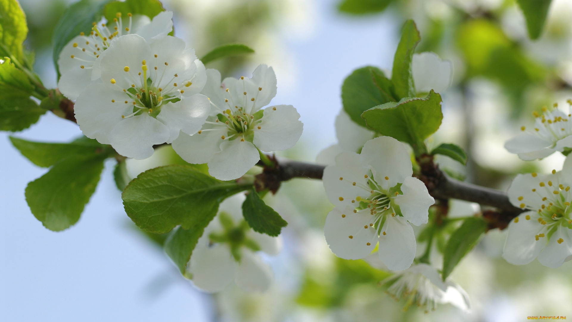 цветы, сакура, , вишня, весна