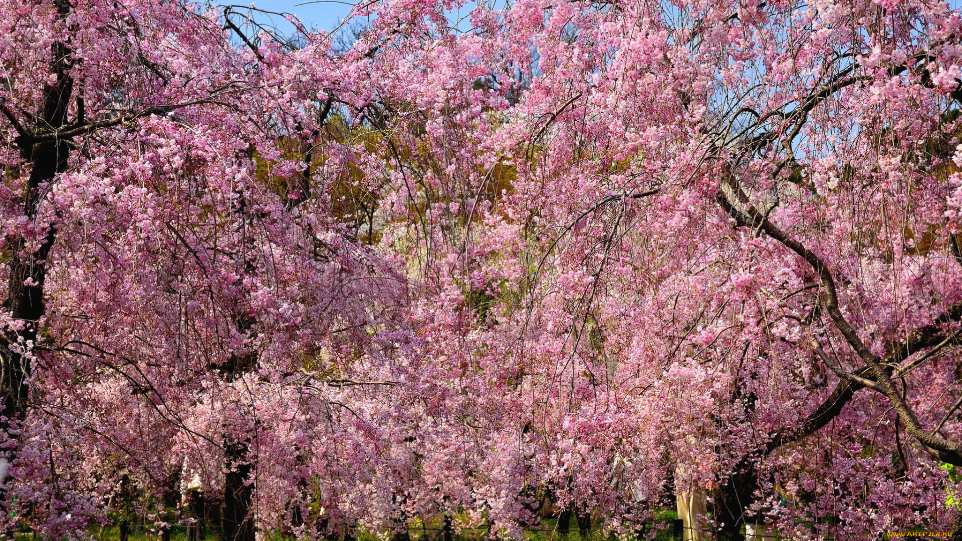 цветы, сакура, , вишня, весна