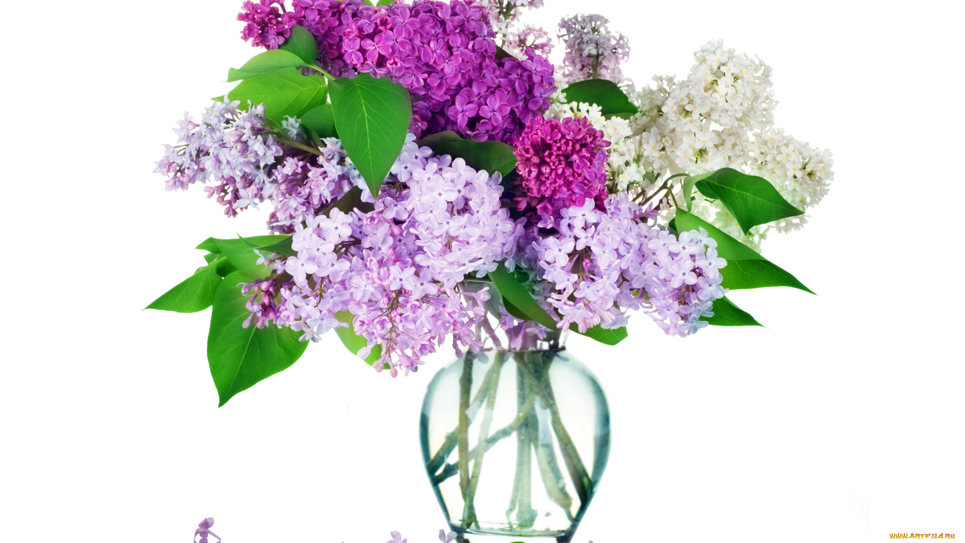 цветы, сирень, букет, ваза