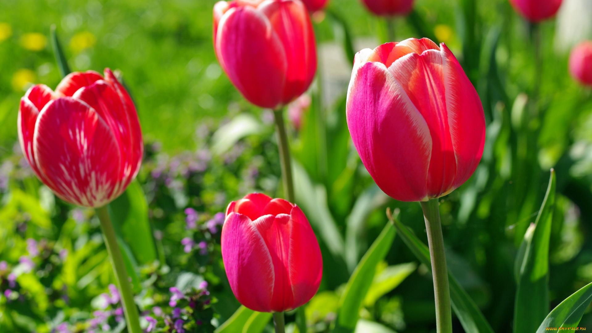 цветы, тюльпаны, бутоны