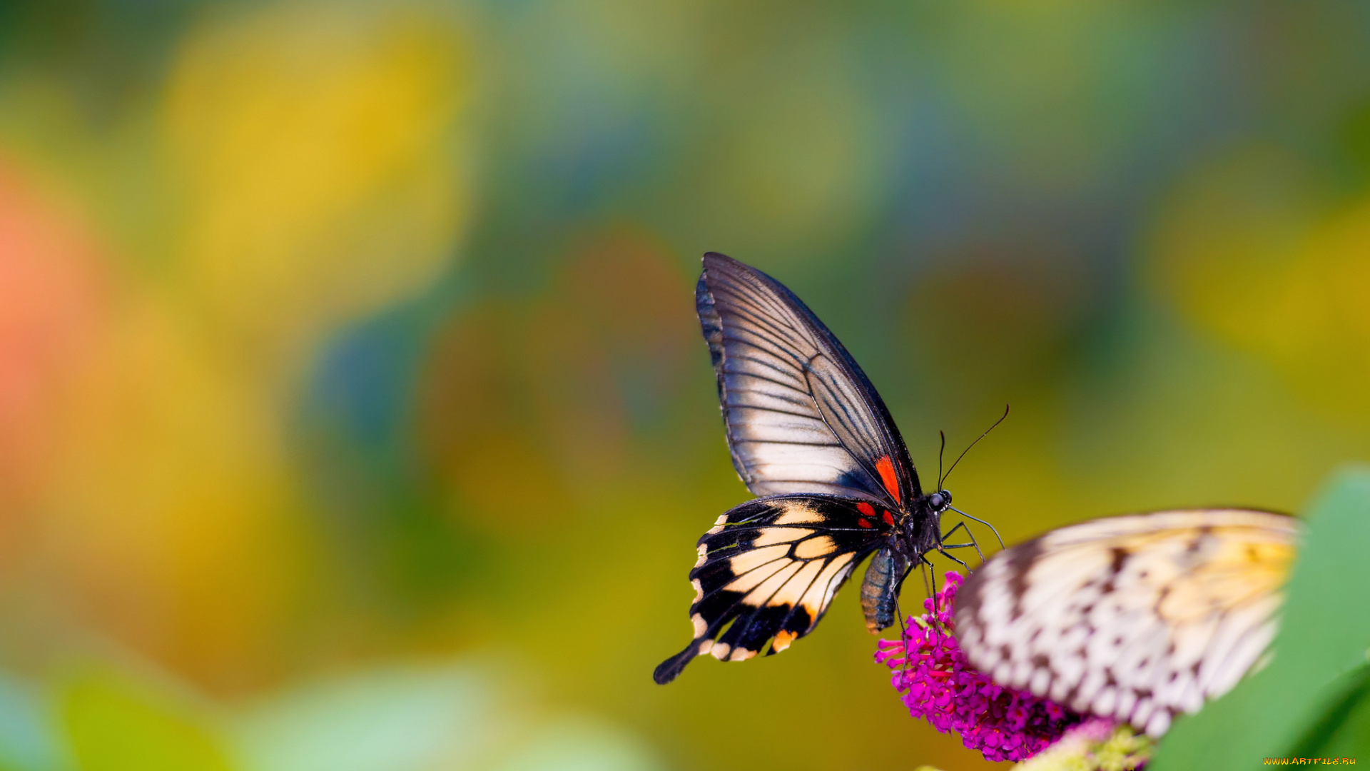 животные, бабочки, цветок, бабочка, фон