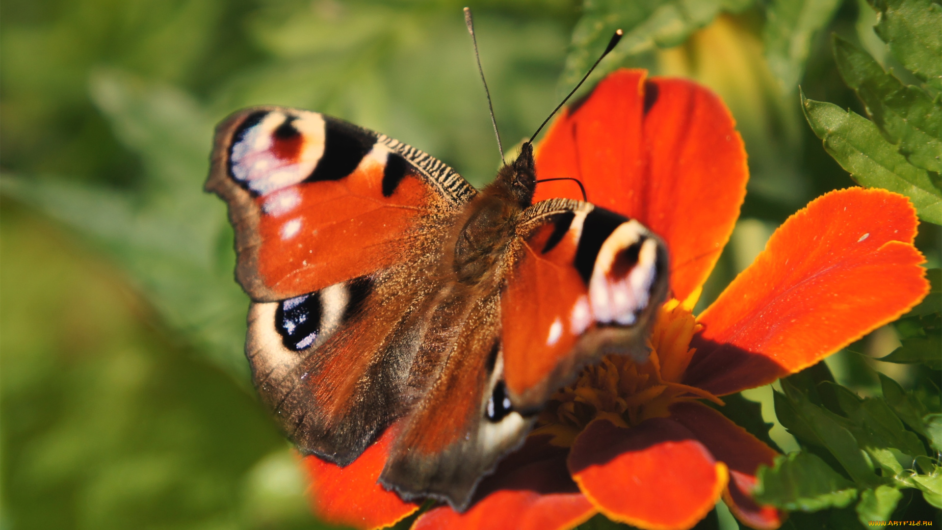 животные, бабочки, крылья
