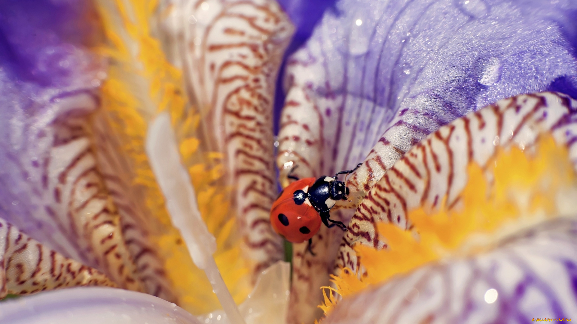 животные, божьи, коровки, цветок, капли, макро, божья, коровка, the, flower, drops, macro, ladybug