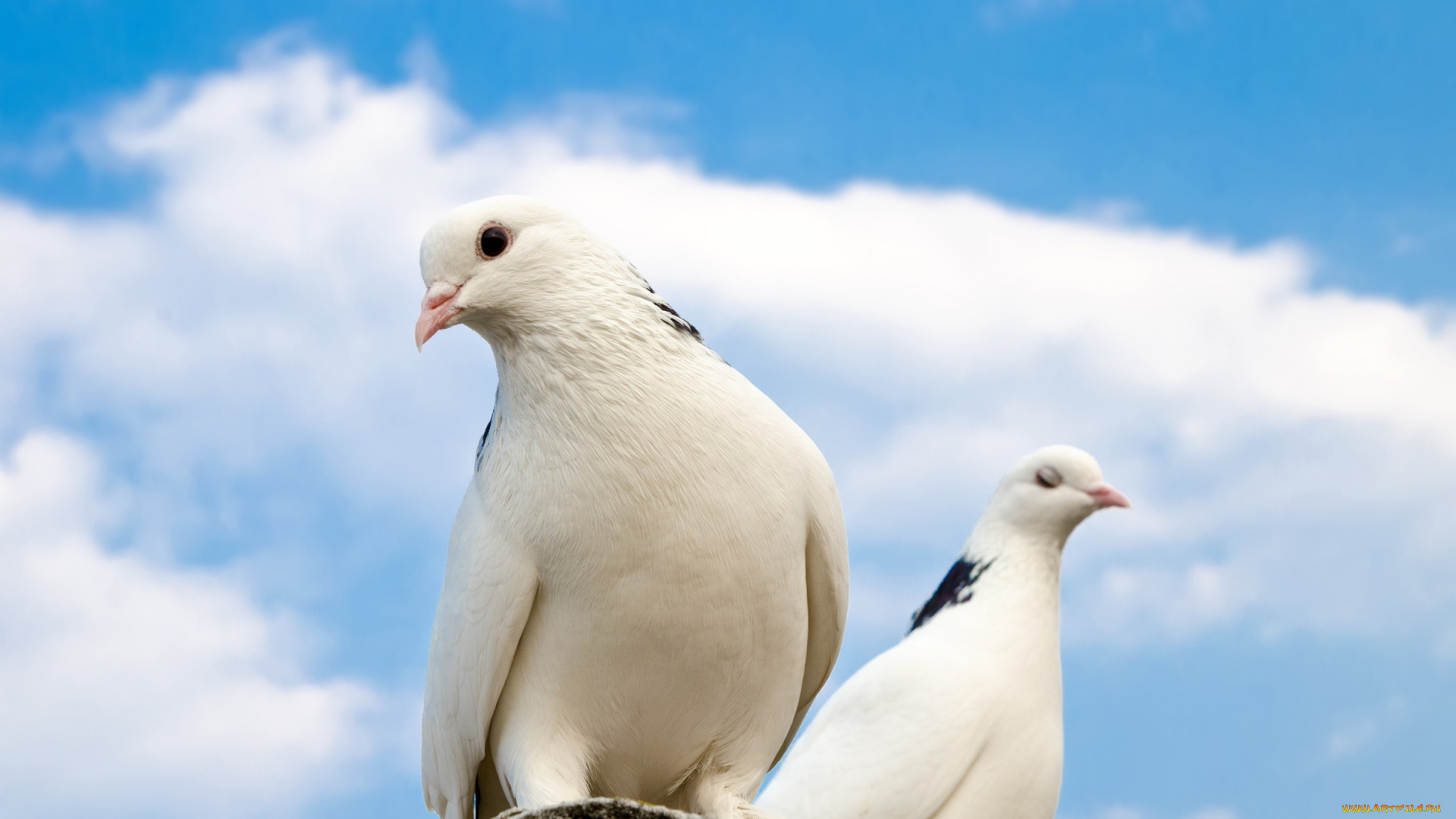 животные, голуби, sky, крыша, облака, небо, pigeons, sun, roof, clouds