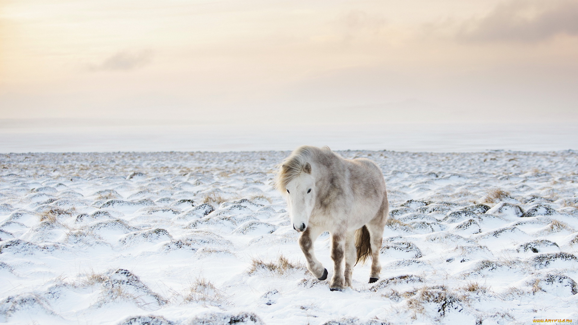животные, лошади, конь, снег, природа