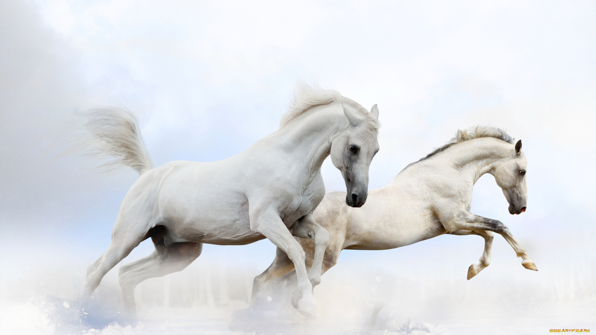 животные, лошади, пара