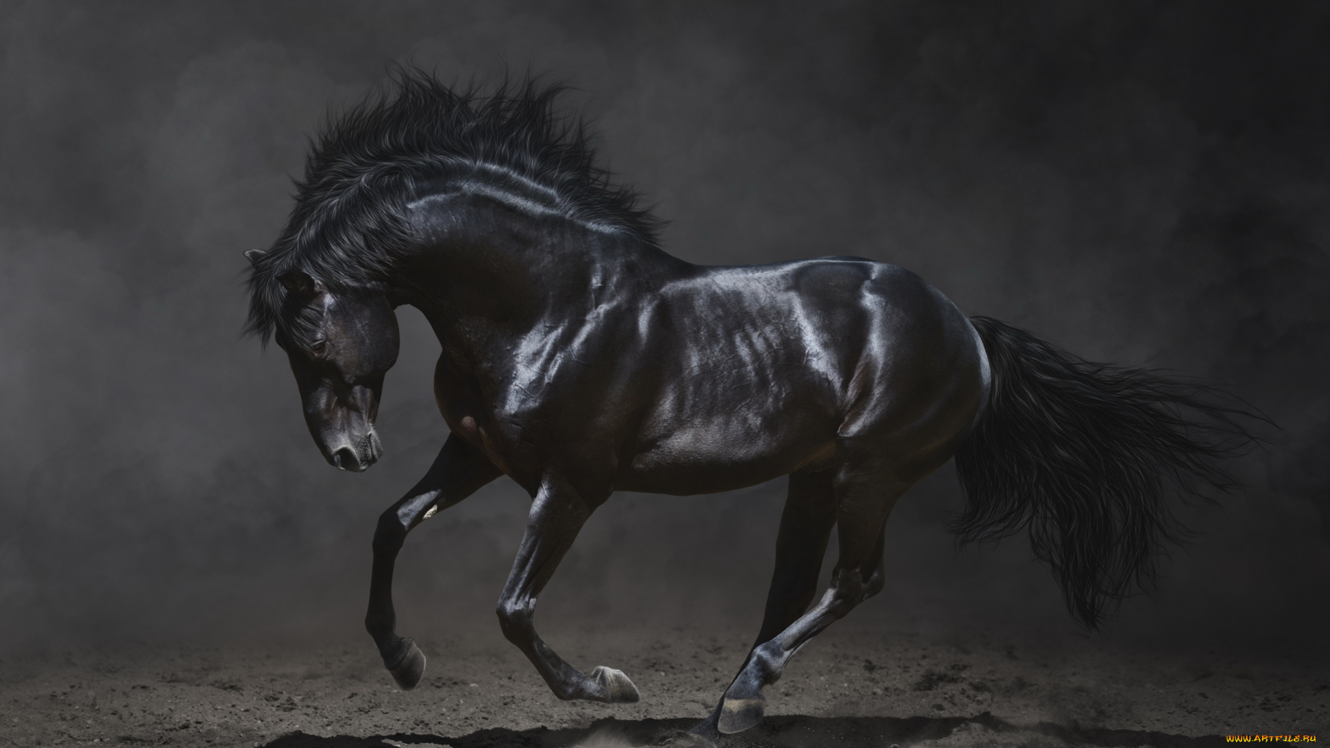 животные, лошади, вороной