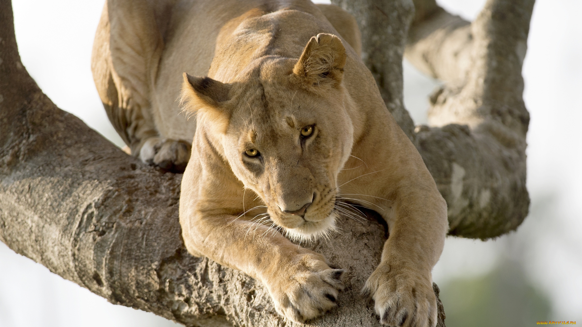 животные, львы, львица