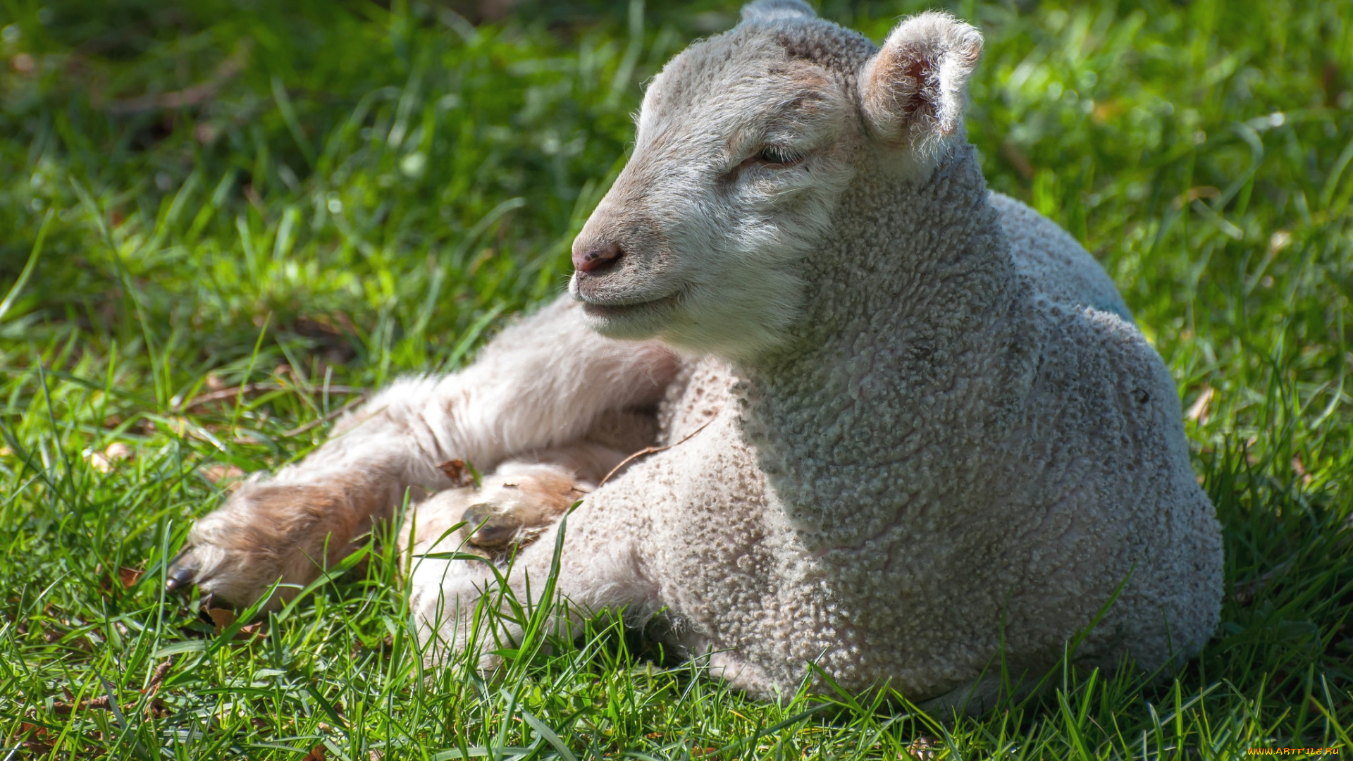 животные, овцы, , бараны, малыш